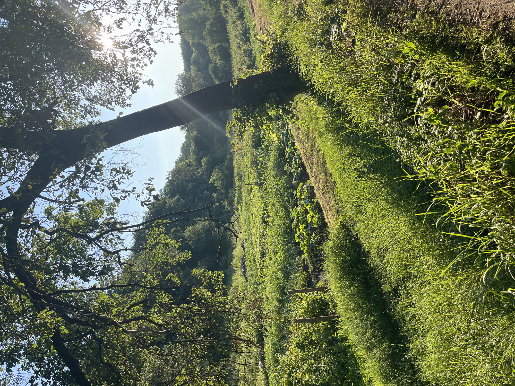 The image depicts a sun-drenched agricultural field in Krasnokutsk, Ukraine. Tall grass lines a dirt path on the right, casting long shadows across the scene. In the mid-ground, rows of crops, likely vegetables, stretch towards a distant tree line. A large tree with lush green foliage dominates the right foreground, its trunk leaning diagonally across the frame. Sunlight streams through its branches, creating a dappled effect on the field and casting lens flare. The sky is a clear blue, with the sun positioned high and slightly to the right, indicating it is likely mid-morning or early afternoon. There are no people or animals visible in the image. The overall impression is one of a rural, agricultural setting bathed in natural light.