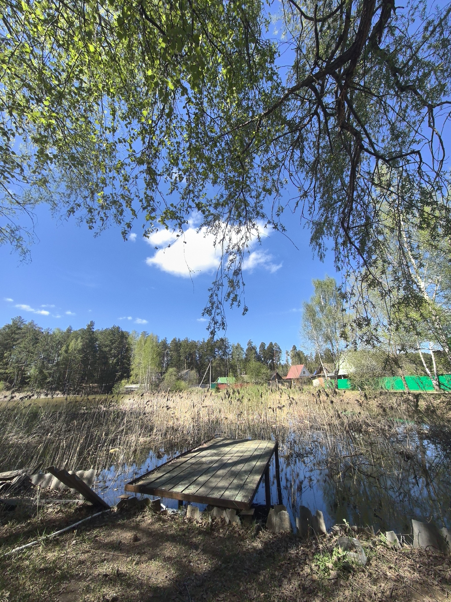 The image presents a tranquil scene of a lake or pond in a natural setting, likely near Noviy, Russia, given the prompt's instruction. The foreground is dominated by a wooden pier or dock extending into the water. Tall reeds or grasses grow densely along the water's edge, partially obscuring the view. In the background, a line of trees creates a horizon. Several houses and structures are seen behind the reeds and trees. The sky is blue with scattered clouds. Branches of trees frame the top of the image, providing a sense of enclosure. The overall impression is one of a peaceful, rural landscape.