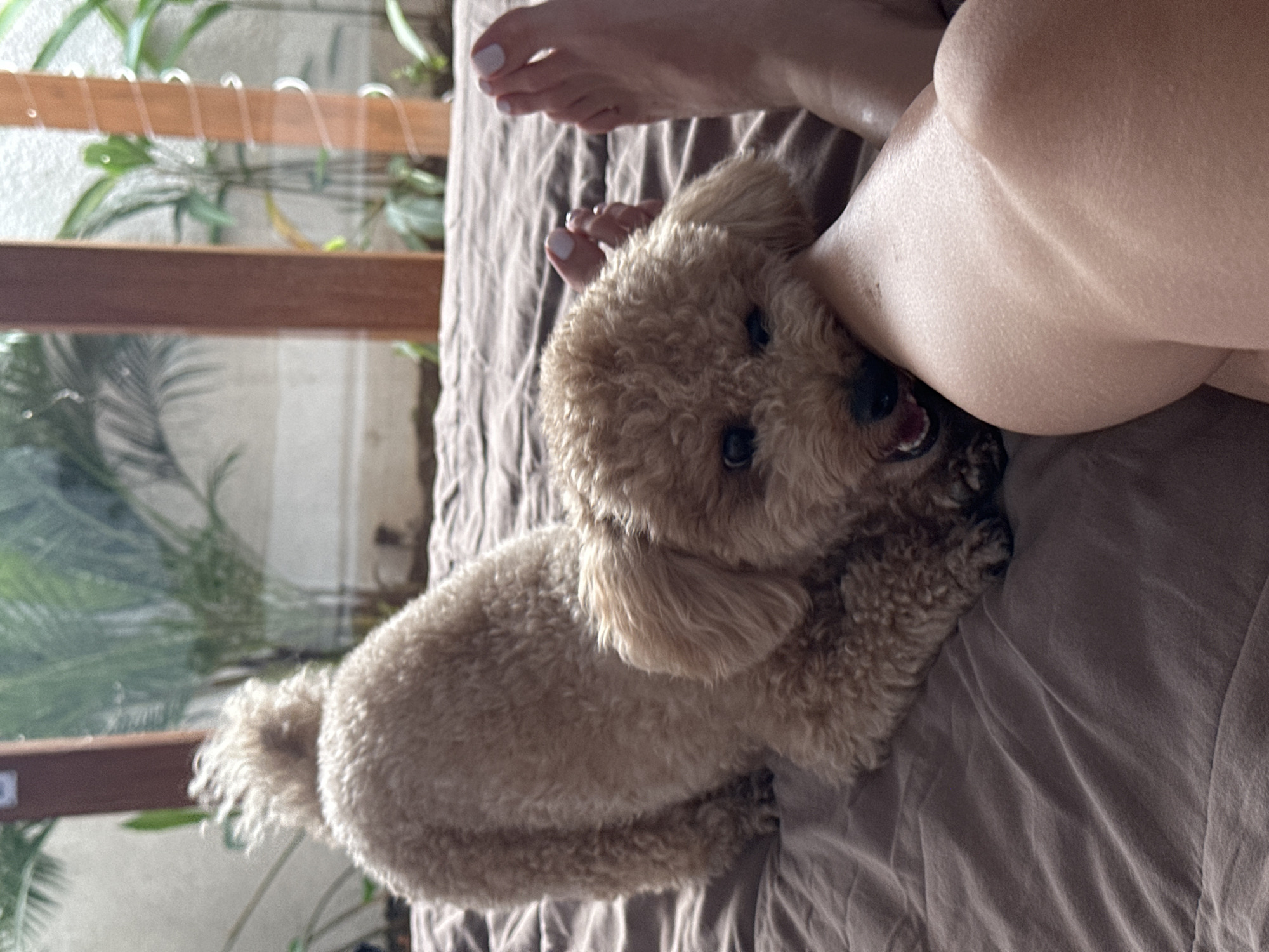 A small, light-brown poodle is biting the leg of a person lying on a bed. The person's foot is visible in the top left corner. The bed has a brown sheet. A window with plants is visible in the background. The photo was taken in North Kuta, Indonesia.