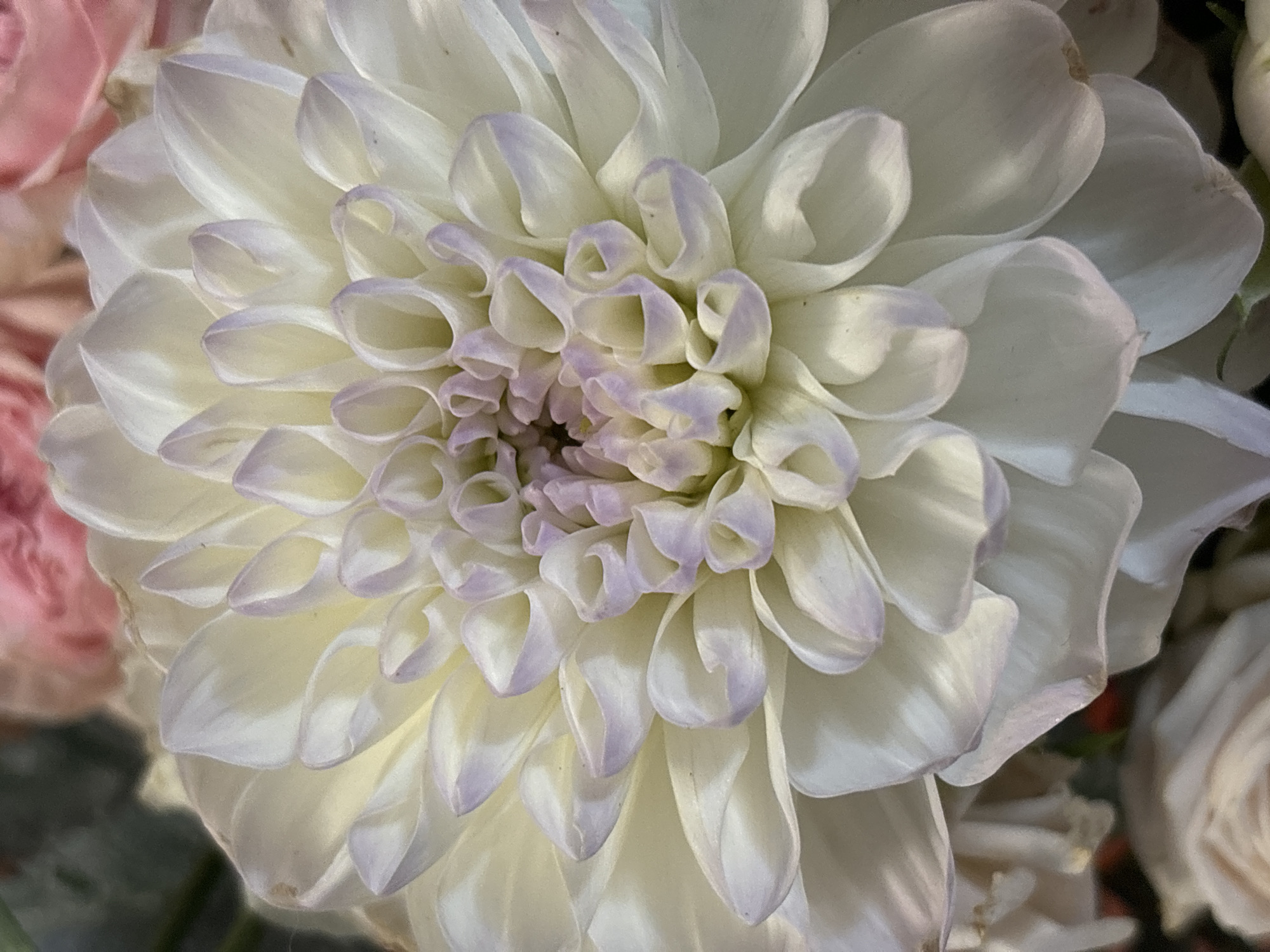 A close-up, eye-level, full-frame photograph features a white dahlia flower with hints of lavender on its petal tips. The dahlia's petals are densely packed and arranged in concentric circles, creating a layered effect. The lighting highlights the delicate texture and curves of the petals. In the upper left background, a blurred pink flower is visible, and further in the background, dark green foliage can be discerned. The flower is the sole subject of the photograph, and there are no people or actions depicted. The photograph's context within the city of Chaikovsky, Russia, is not apparent from the visual information provided.