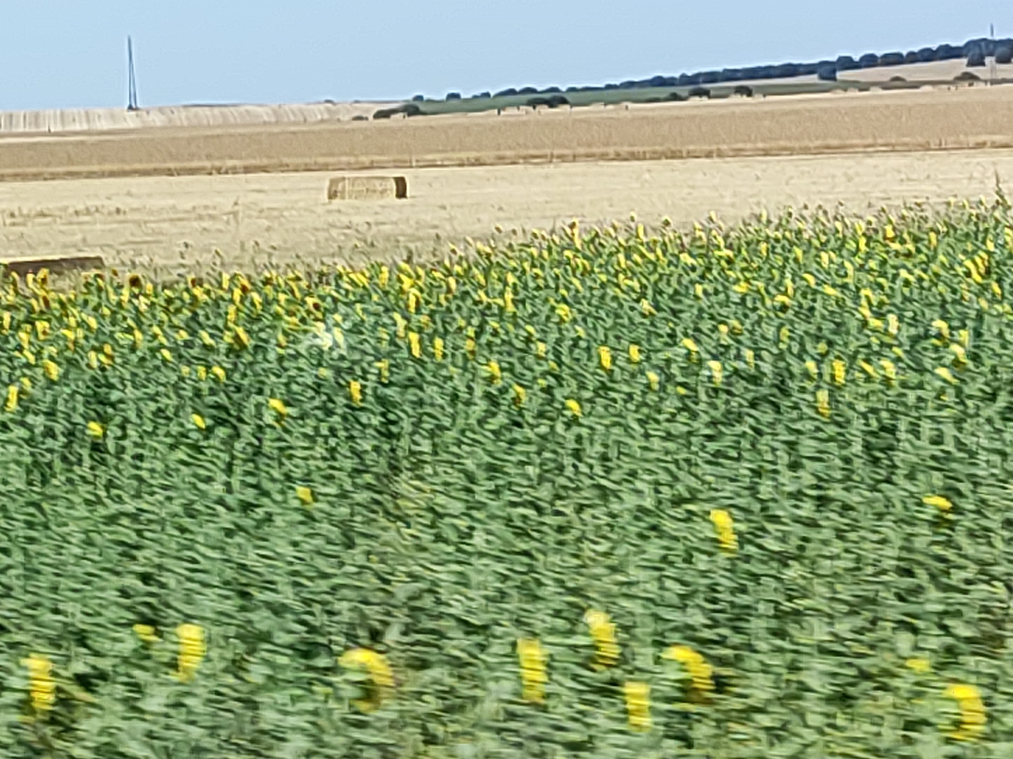 The image depicts a rural landscape with a field of sunflowers in the foreground. The sunflowers are a vibrant yellow, with green stalks and leaves. Behind the sunflowers, there are fields of harvested wheat or barley, indicated by the dry, golden stalks. In the distance, there is a tree line and a hazy sky. The scene appears to be from a rural area, possibly in or around Doñinos de Salamanca, Spain, known for its agricultural land. There are no people or animals visible in the image. The overall impression is one of a serene, sun-drenched countryside.