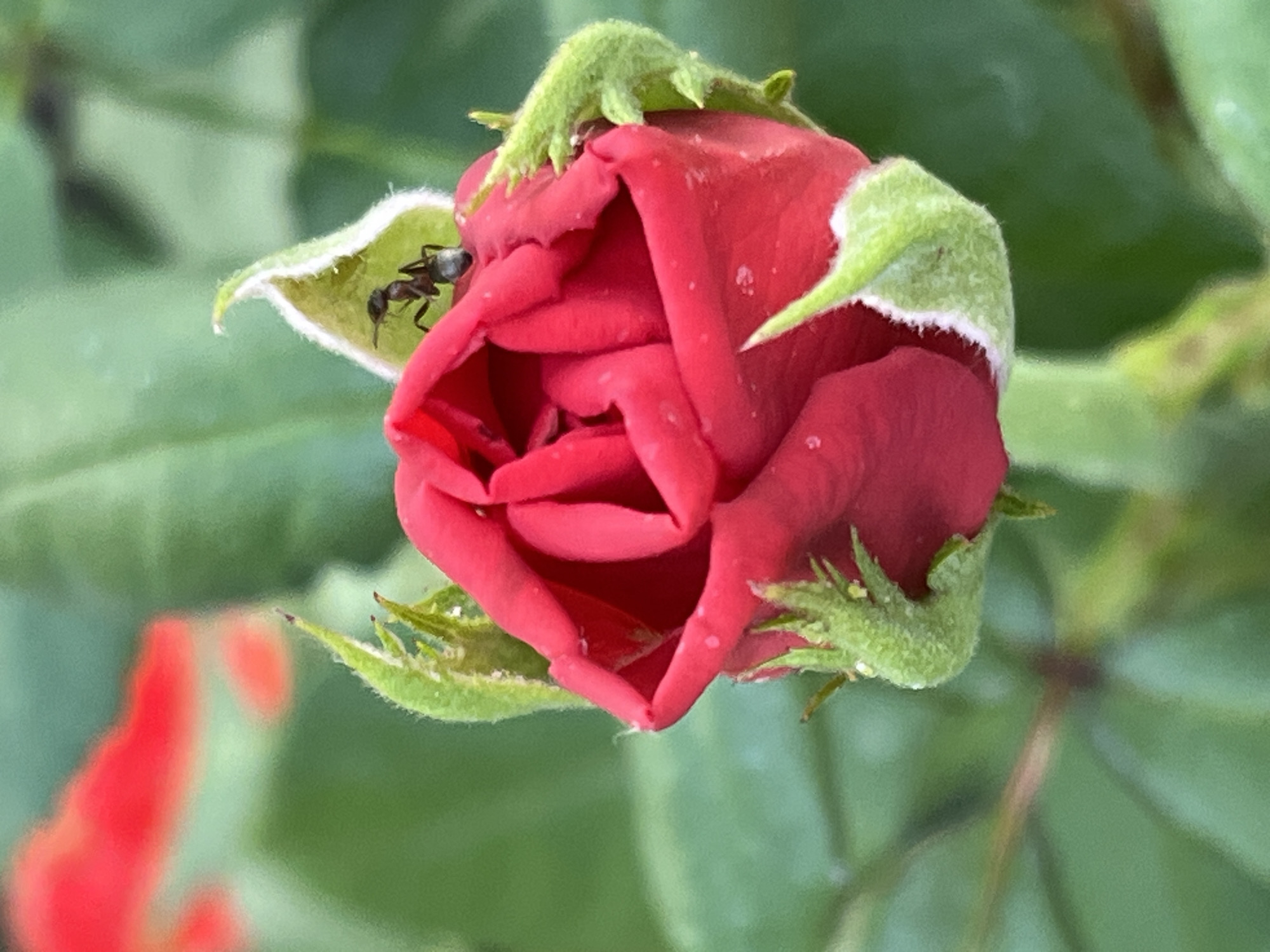 An extreme close-up shot captures a dew-kissed red rosebud with a small black ant perched on one of its unfurling green sepals. The rosebud is positioned slightly off-center to the right, its velvety red petals tightly curled inward, with small water droplets clinging to their surface. The sepals, which are fuzzy and bright green, cradle the base of the bud, with one sepal extending upwards and to the left, providing a perch for the ant. The ant is facing left, with its antennae extended. In the background, out-of-focus green leaves create a soft bokeh effect, with hints of bright red appearing in the upper left corner, possibly from another rose or flower. The lighting is soft, suggesting an overcast or early morning setting. The scene is natural, likely from a garden. No discernible location in Martuk, Kazakhstan is evident from the image itself.