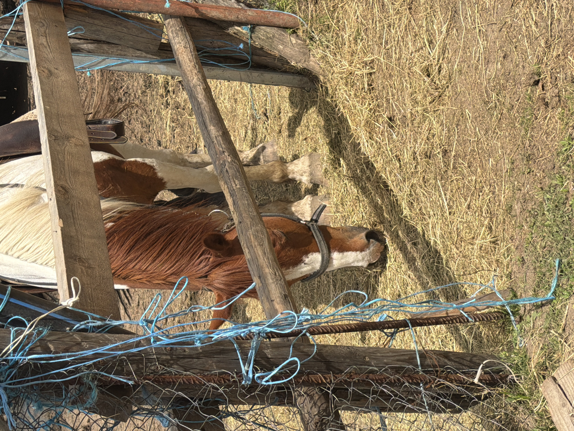 The image depicts a horse actively grazing on hay within a fenced enclosure in Tsigov chark, Bulgaria. The horse, a pinto or paint type with distinctive white and brown patches and a reddish-brown mane, displays a white blaze on its face and wears a dark halter. A Western-style saddle is visible on its back, partially obscured by a horizontal wooden fence beam. The enclosure features a robust wooden fence composed of multiple posts and horizontal beams, with a section of old, discolored metal mesh fence attached to a vertical post on the left. Numerous strands of blue rope or twine are entangled around this leftmost wooden post and the adjacent metal fence, as well as a vertical piece of rebar. The ground is covered primarily with dry hay and straw scattered over earth, with some patches of green grass visible in the foreground. Bright, direct sunlight illuminates the scene, casting distinct shadows from the fence posts and the horse's legs onto the ground. In the background, beyond the horse, the environment appears to be dry earth and shadowed, with small insects visible in the air.