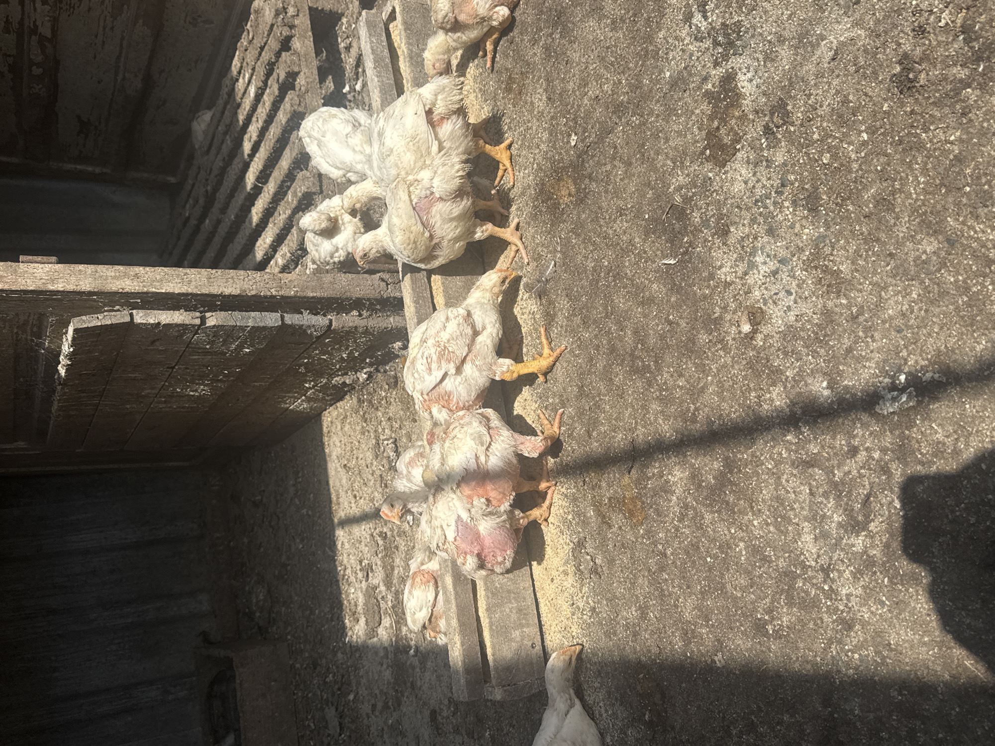The image shows a group of chickens in what appears to be a concrete or earthen enclosure, possibly within or adjacent to a wooden structure. The chickens have patchy feathering, with exposed pink skin, indicating feather loss or damage. The environment seems cramped and austere. The location, specified as Sarnevo, Bulgaria, suggests this is a rural or agricultural setting.