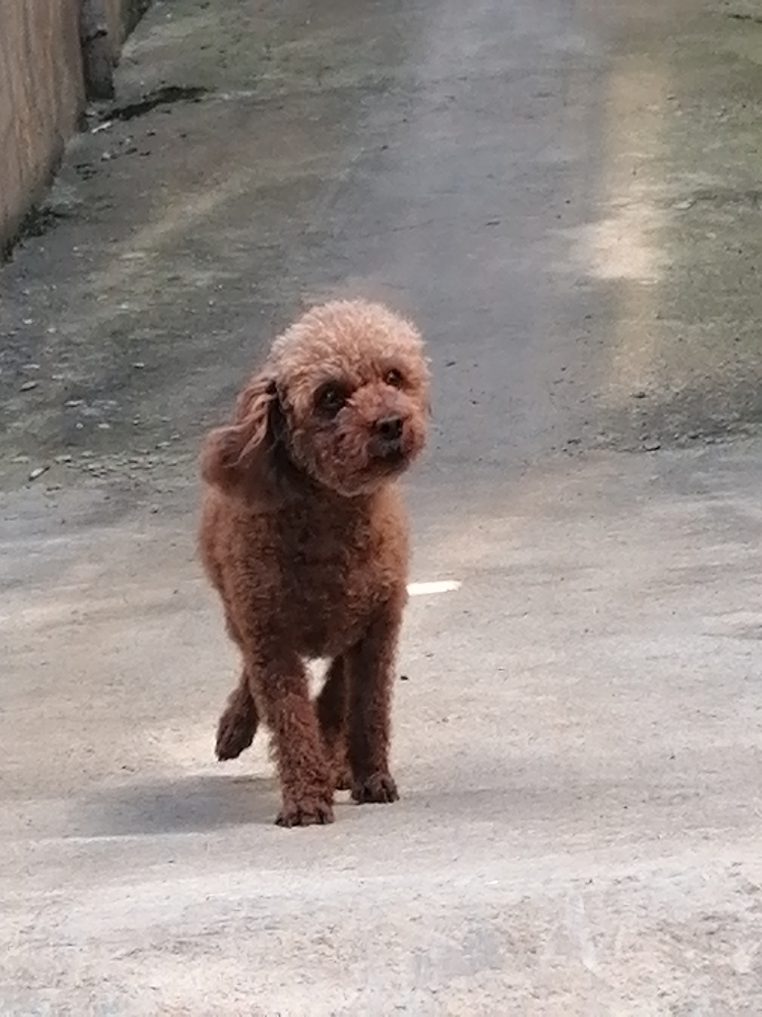 An adult, light brown, poodle-mix dog stands on a concrete path, facing the camera and looking slightly to its right. The dog has curly fur and floppy ears. The path is bordered on the left by a textured, beige wall and on the right by an open area with a light gray concrete surface. The scene is outdoors, with natural lighting casting subtle shadows. The background is out of focus, showing a continuation of the path and wall. The overall environment appears to be an alleyway or walkway in an urban or semi-urban setting. The location is identified as Lâm Viên - Đà Lạt, Vietnam.