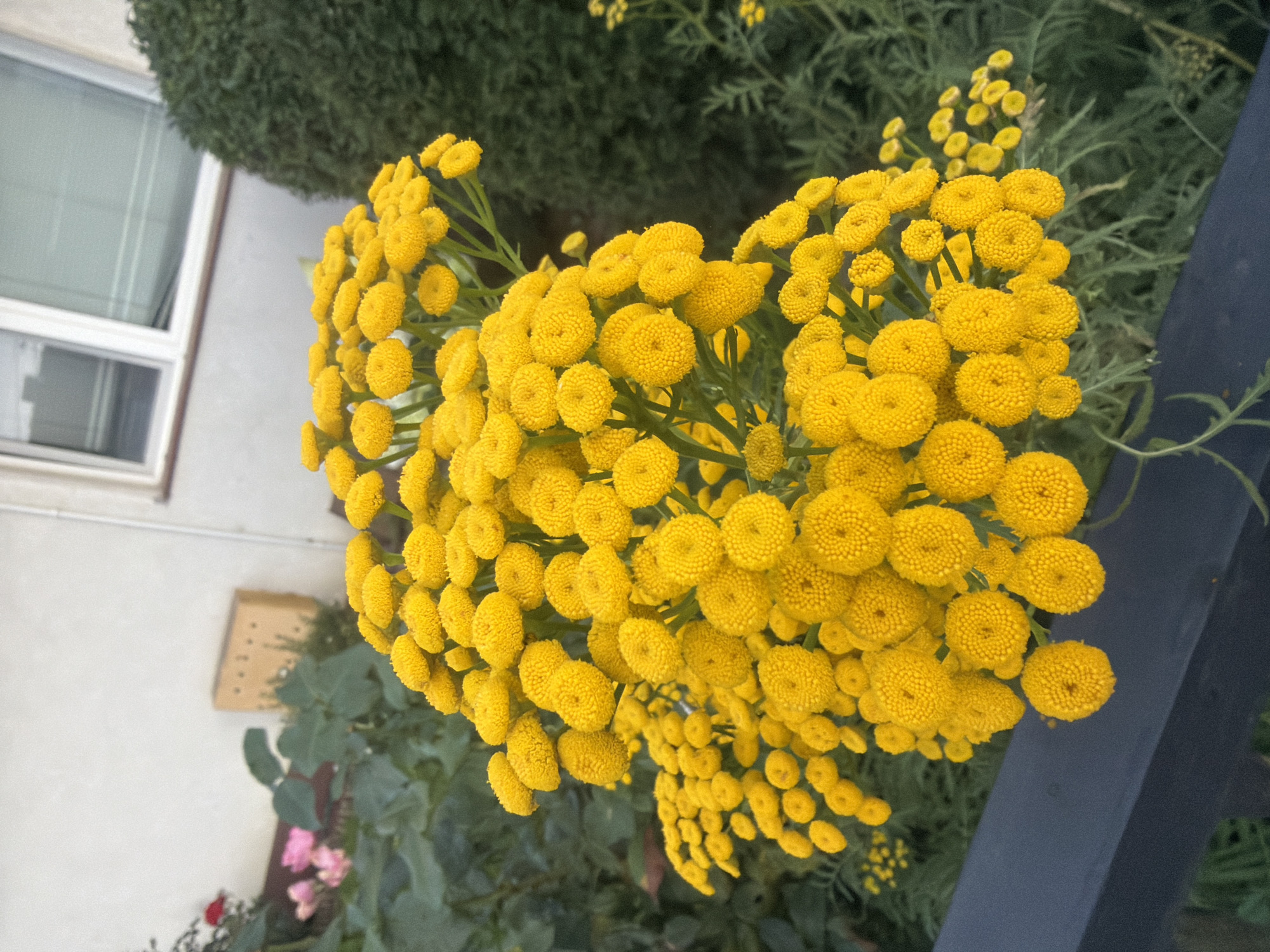 A close-up, slightly angled, outdoor shot features a cluster of bright yellow tansy flowers in the foreground. The flowers are spherical and have a textured appearance. They are growing on thin green stems, some of which are visible. Behind the flowers, in the mid-ground, is a dark grey railing. Further in the background, there are green bushes and foliage, a portion of a building with a window and a beige object mounted on the wall. The overall setting appears to be a residential garden in Szczecin, Poland. There are no people or animals visible in the image. The lighting suggests it is daytime.