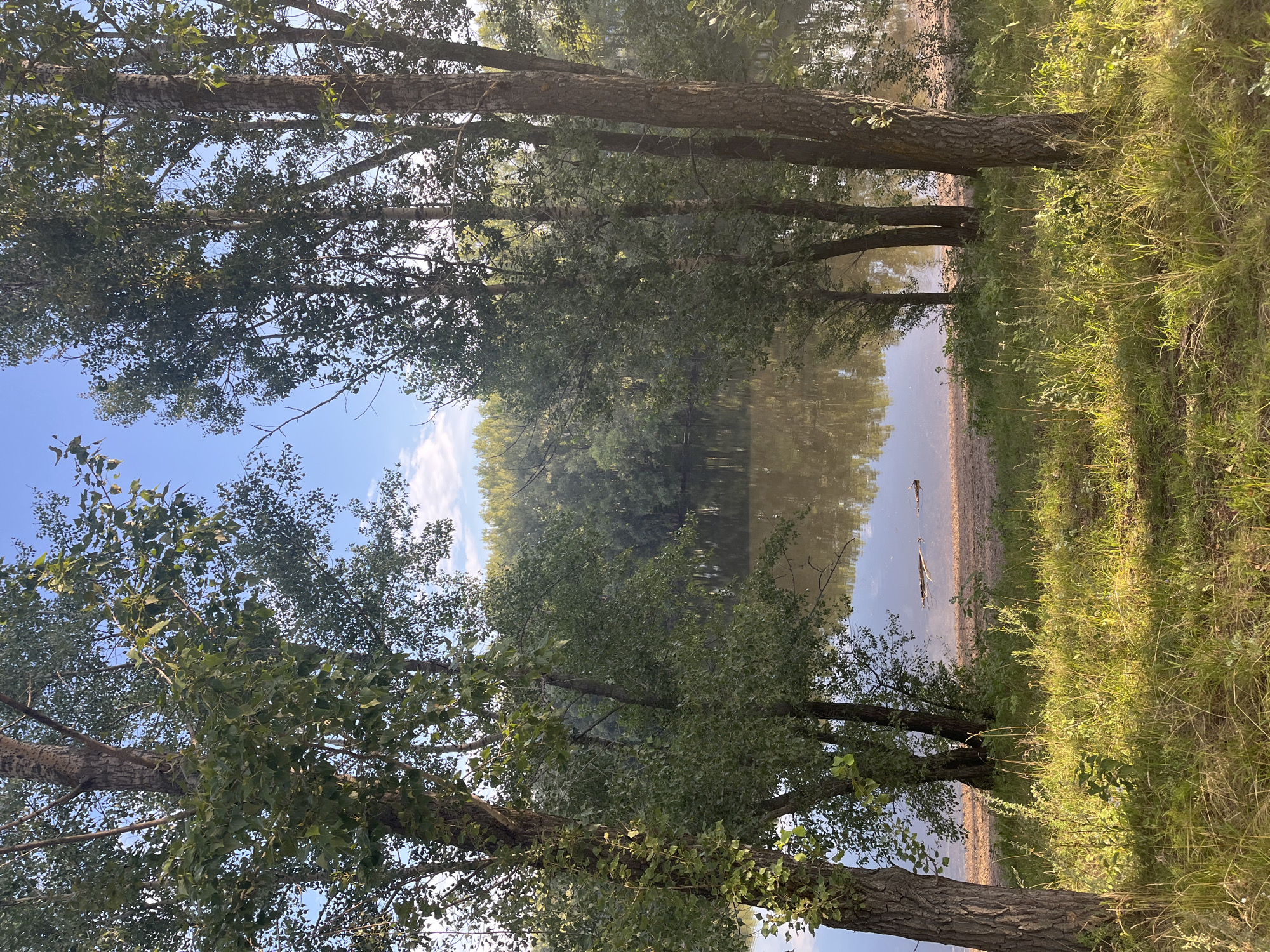 The image depicts a tranquil natural scene, likely a park or a waterfront area in the city of Ufa, Russia. In the foreground, tall trees with textured bark and lush green foliage frame the view, with dappled sunlight illuminating the grassy undergrowth. The trees on the left are closer to the viewer, while those on the right are slightly further back, creating a sense of depth.
Beyond the trees, a calm body of water, likely a river or lake, is visible. The water's surface reflects the surrounding trees and the blue sky with scattered clouds. Along the edge of the water, a sandy shoreline is evident, with a few fallen branches or logs visible in the water near the bank.
In the background, a dense forest stretches across the horizon, its trees forming a verdant wall against the sky. The overall atmosphere is serene and peaceful, suggesting a natural setting within or on the outskirts of Ufa, possibly a recreational area along the Ufa River or one of its tributaries, or a lake within a city park. No people or animals are present in the scene, and there are no signs of human activity beyond what would be typical for a natural landscape. The time of day appears to be late afternoon or early evening, given the warm, slanted sunlight.