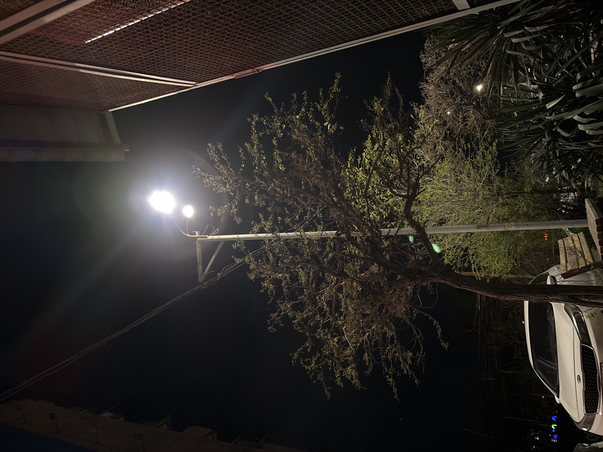 At night in Yerevan, Armenia, a brightly lit street lamp illuminates a tree with budding green leaves. A white Kia car is parked to the right of the tree. Above, a perforated metal structure overhangs the scene. Electrical wires stretch from the street lamp. Dark shadows fill most of the background. Other plants can be seen to the right.
