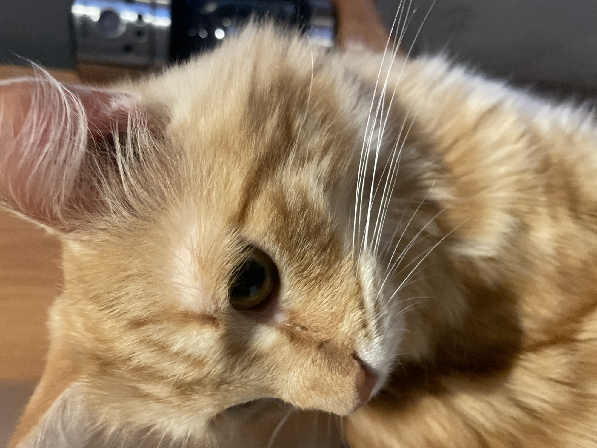 The image is a close-up portrait of an orange tabby cat, facing left and looking downwards. The cat's fur is a mix of orange and cream with visible tabby markings. Its right eye is clearly visible, with a dark pupil and a golden iris. Long, white whiskers extend from its muzzle. The background is blurred and appears to be indoors, with what looks like kitchen appliances and wooden cabinetry. There are no humans or other animals visible in the image. The location of this image is not specified as Moscow, Russia.