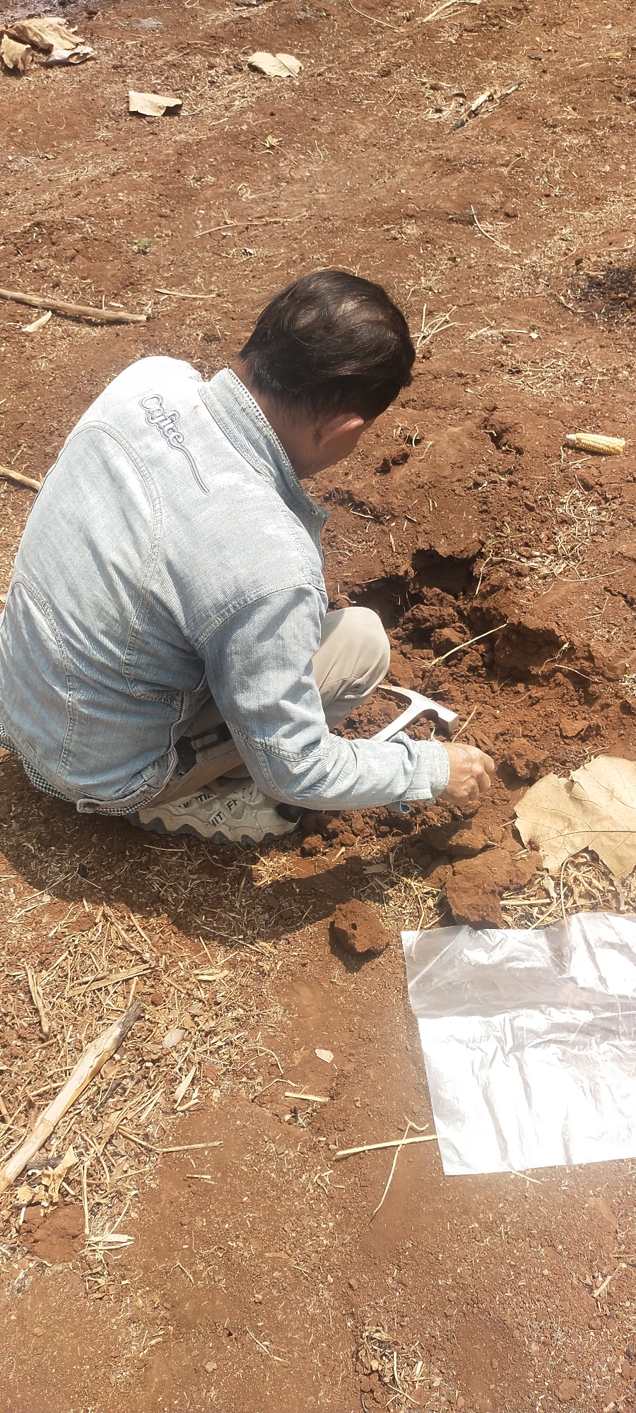 In Karayunan, Indonesia, a person in a light blue denim jacket and beige pants kneels on the dry, reddish-brown soil. The person is holding a geological hammer, with the head of the hammer in the soil. The ground is disturbed, indicating recent excavation, with clumps of soil scattered around. Dry grass and leaves are visible on the surface. A piece of corn is also present in the soil. A clear plastic bag lies to the right of the person, with a few pieces of soil inside. The person's shoes have a white and grey pattern with writing on the side. The overall environment suggests an outdoor setting, likely a field or uncultivated area.
