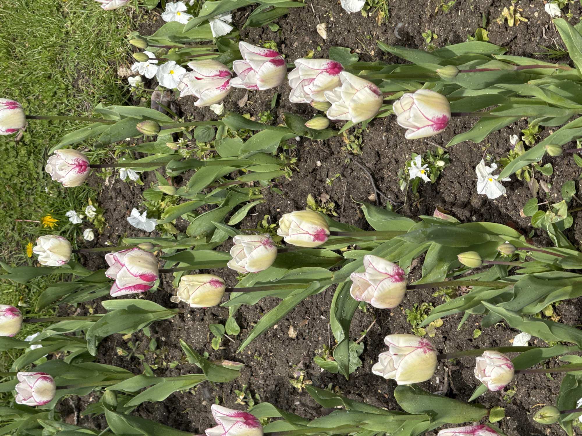 The image shows a flowerbed in Varna, Bulgaria. The flowerbed contains tulips with white petals and pink edges. Some of the tulips are fully open, while others are still closed buds. The soil is dark brown, and green leaves are scattered throughout the flowerbed. Some white flowers are also growing among the tulips. Green grass borders the flower bed on one side.
