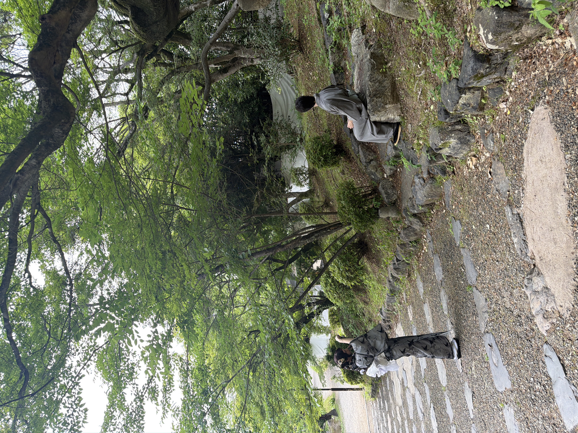 The image depicts an outdoor scene in what appears to be a garden or temple grounds in Kyoto, Japan. Two individuals in traditional Japanese attire are present amidst lush greenery and natural rock formations.
In the foreground, slightly left of center, a person viewed from the back is standing on a stone-and-gravel pathway. This individual is dressed in a dark, patterned kimono with a prominent white obi tied at the back. Their hair is styled upwards with a decorative ornament. They are holding a smartphone or small camera in their right hand, pointing it upwards towards the tree canopy, suggesting they are capturing a photograph or video of the foliage or sky. The pathway, composed of irregular grey flagstones embedded in lighter gravel, ascends gently and curves towards the left, where a dark pole (possibly a lamppost or signpost) is visible.
To the right, on an elevated, sloping bank covered with sparse grass and small bushes, a second person is seated on a large, flat grey rock. This individual, also viewed from the back, is wearing a plain grey traditional Japanese garment, possibly a samue, with dark footwear. Their hands are clasped in their lap, and they are looking towards the upper right of the frame, appearing to be in contemplation or at rest, gazing into the dense foliage.
The environment is dominated by a rich green canopy of trees. Numerous deciduous trees with light green leaves form a dense overhead cover, through which patches of bright, overcast sky are visible. Large, gnarled tree branches, some covered in moss, extend across the upper part of the frame. The ground is uneven, featuring natural dark grey rocks forming a low wall along the pathway and defining the elevated bank. In the middle distance, behind the seated figure, a light-colored, possibly white or pale grey, barrier or tarp-covered structure is partially visible amidst the trees and bushes, suggesting an enclosure or temporary construction.