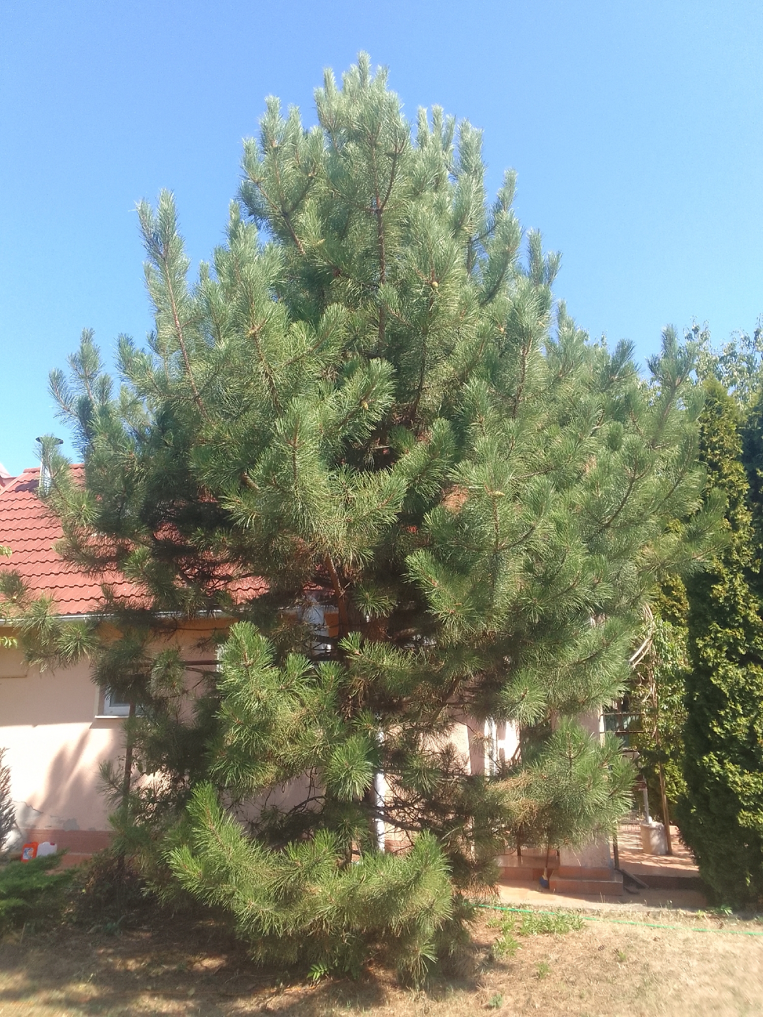 This is a full-frame, eye-level outdoor photograph taken on a clear, sunny day in Mynai, Ukraine. The scene is dominated by a large, mature pine tree with dense green foliage, positioned in the center and foreground of the image. To the left of the pine tree, a portion of a building with a red-tiled roof and light-colored walls is visible. Further to the right, another evergreen tree, taller and more slender than the pine, stands in the background. The ground beneath the trees is covered with dry grass and sparse vegetation. The sky above is a vibrant, clear blue. There are no people or animals in the frame. The overall impression is of a residential garden or yard setting on a bright summer day.