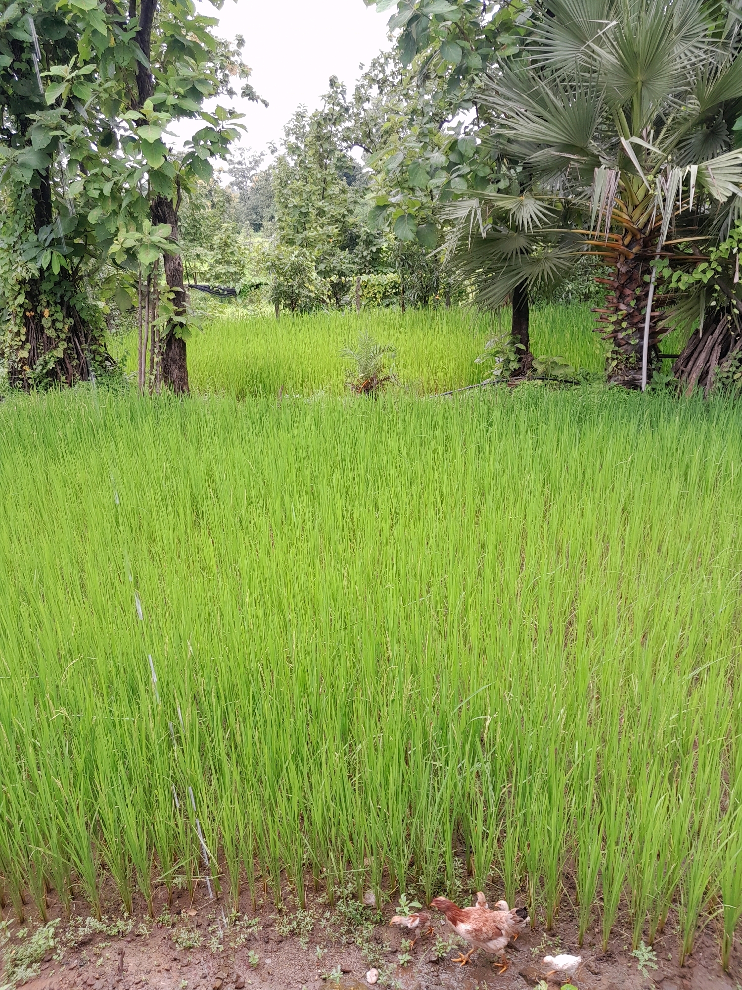 A shallow depth of field image captures a vibrant green paddy field in Vasantwadi, India. The field is densely populated with young rice sprouts, creating a lush carpet of green that dominates the lower two-thirds of the frame. In the foreground, on the muddy edge of the field, a group of chickens is present. One larger brown hen stands out, surrounded by several smaller chicks. Some of these chicks are white, while others are brown and black. Behind the paddy field, trees line the horizon. On the left, a large tree with dense foliage and a thick, gnarled trunk is visible. To the right of this, a palm tree with its distinctive fronds stands tall. The sky above is overcast and a pale gray, suggesting a cloudy day. The overall environment is rural and agricultural, with the focus on the growing rice crop and the small flock of poultry.