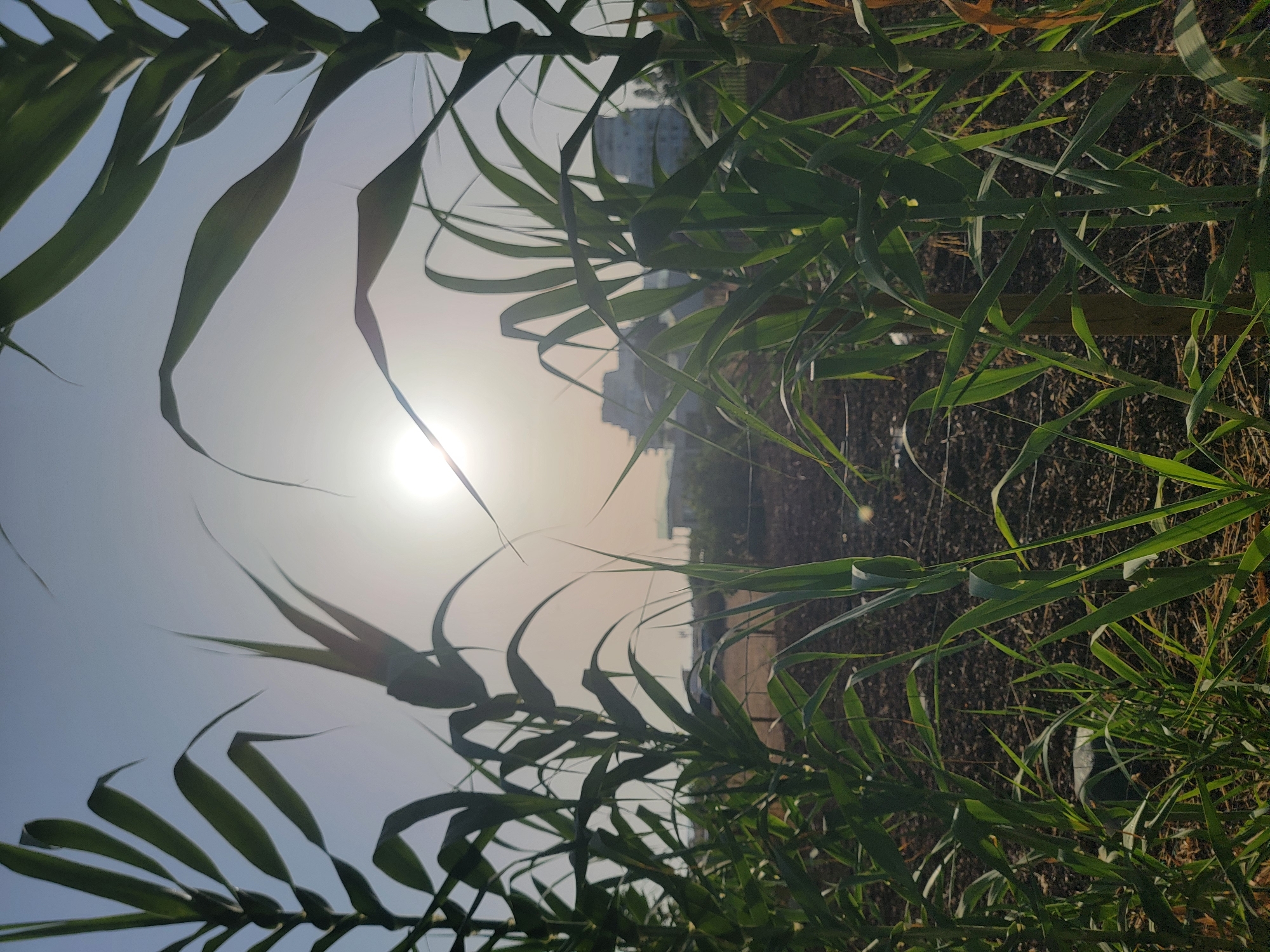 In Quarteira, Portugal, a low-angle shot captures tall green reeds in the foreground, their leaves silhouetted against a bright, hazy sky. The sun, appearing as a luminous orb, is positioned high in the frame, casting a soft glow that diffuses the light. In the middle ground, a patch of dark, cultivated earth is visible, punctuated by a few sparse, thin stems. Beyond the field, the silhouettes of several multi-story buildings are discernible against the pale sky, suggesting an urban edge to the rural or agricultural setting. The scene is devoid of any human presence or discernible activity, presenting a tranquil, natural landscape juxtaposed with distant urban structures.