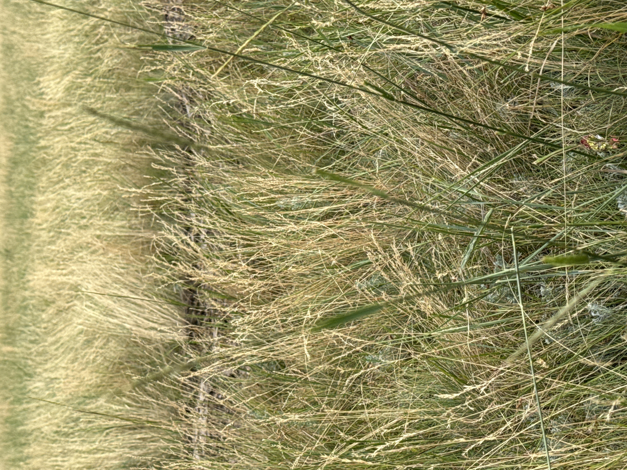 The image depicts a close-up, eye-level view of a dry, grassy field. The grass is predominantly a pale golden-brown, suggesting it is either late summer or early autumn, or experiencing drought conditions. Some scattered green blades of grass are visible, particularly in the foreground and interspersed throughout the field. The texture of the grass is fine and wispy, with many individual stalks visible, creating a dense, somewhat chaotic appearance. The background consists of more of the same dry grass, blurred to indicate depth of field, suggesting an expansive, undeveloped area. There are no people, animals, or man-made structures immediately apparent in the scene. The lighting appears to be natural daylight, with soft shadows cast by the grass, indicating an overcast sky or the sun being at a low angle. This scene is consistent with the natural landscape found in and around the city of Өндіріс, Kazakhstan, which is known for its steppe and grassland environments.