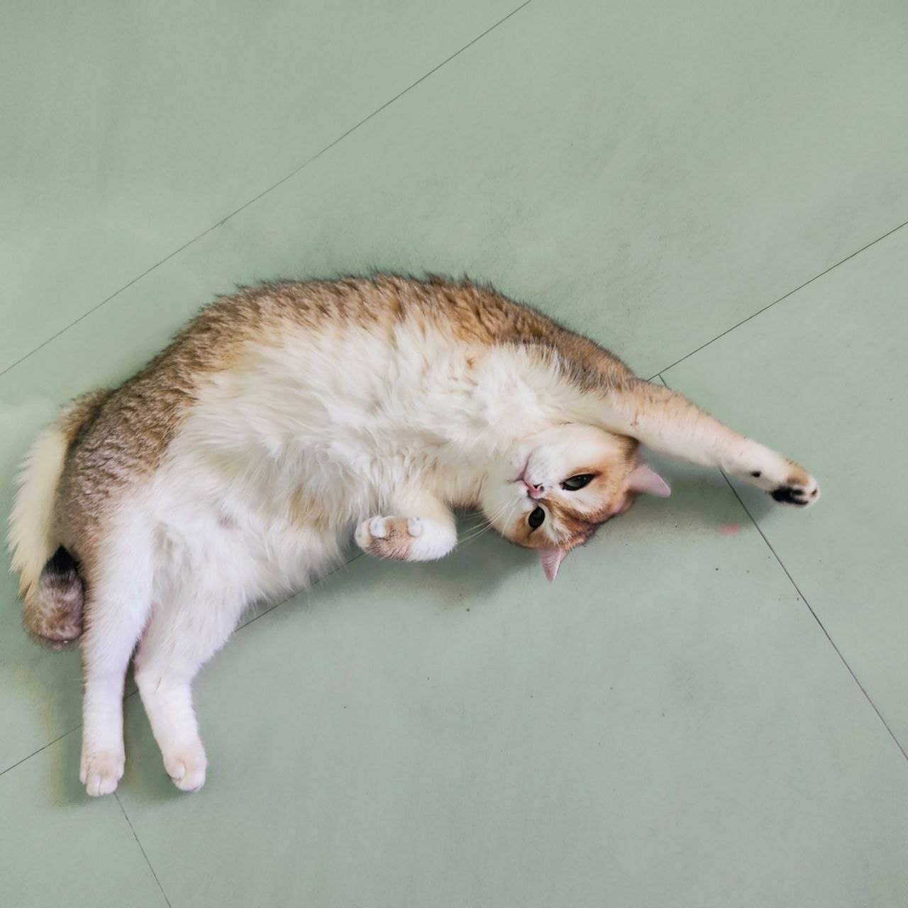 A cat lies on its back on a light green floor. It is light brown and white with tabby-like markings. It has one paw extended. The location cannot be determined from the image.
