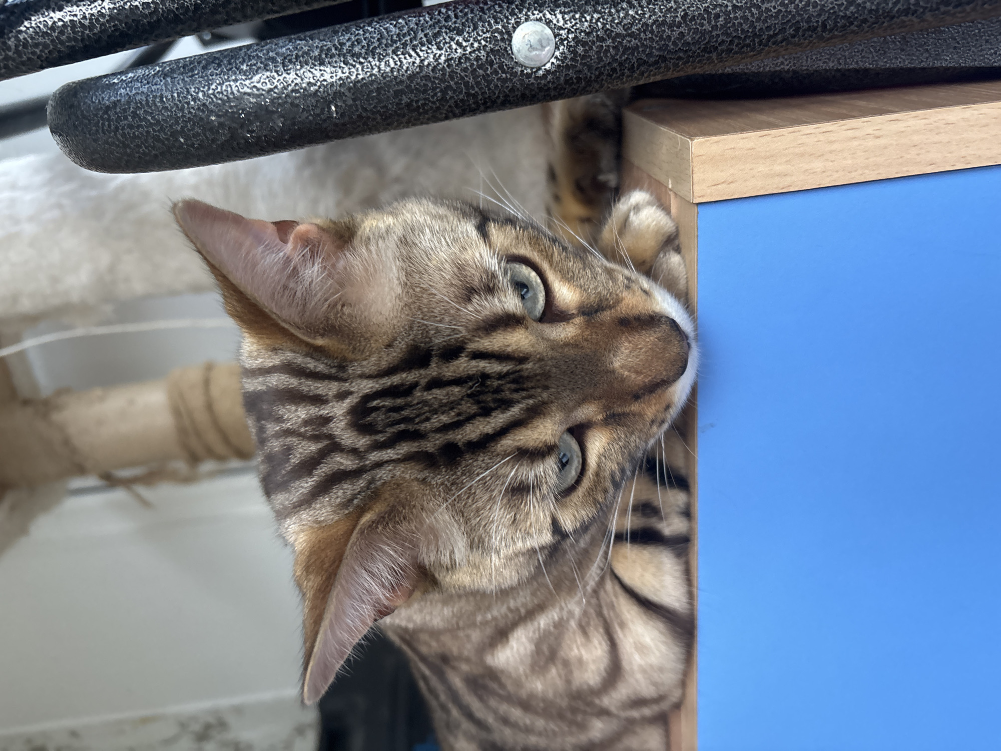 A close-up shot captures a brown and black striped Bengal cat lying on a wooden surface with a bright blue edge. The cat's head is bowed, with its green eyes looking down. Its ears are perked, and whiskers extend from its muzzle. In the background, a portion of a cat tree with rope and fabric is visible, along with a textured metallic pole and a pale fuzzy object. The image appears to be taken indoors, possibly in a home or pet-friendly establishment. No specific location in Noviy, Russia is evident.