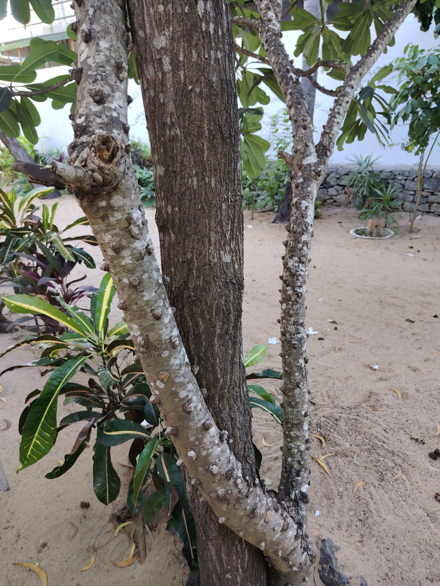 In an outdoor setting with sandy ground and sparse vegetation, two tree trunks are prominently featured. The trunk on the left is gnarled and uneven, with prominent knot-like protrusions and a hollowed-out section near its base. This trunk has a lighter, speckled bark. It branches out and curves downwards. To its right, a second, thicker tree trunk with rough, dark bark stands vertically. A third, slender trunk, similar in appearance to the one on the left, is visible to the right of the main two, also exhibiting knot-like growths and a lighter bark. In the background, there is a low stone wall, some greenery, and a white structure. The ground is covered in light-colored sand with a few scattered leaves and some small white flowers.