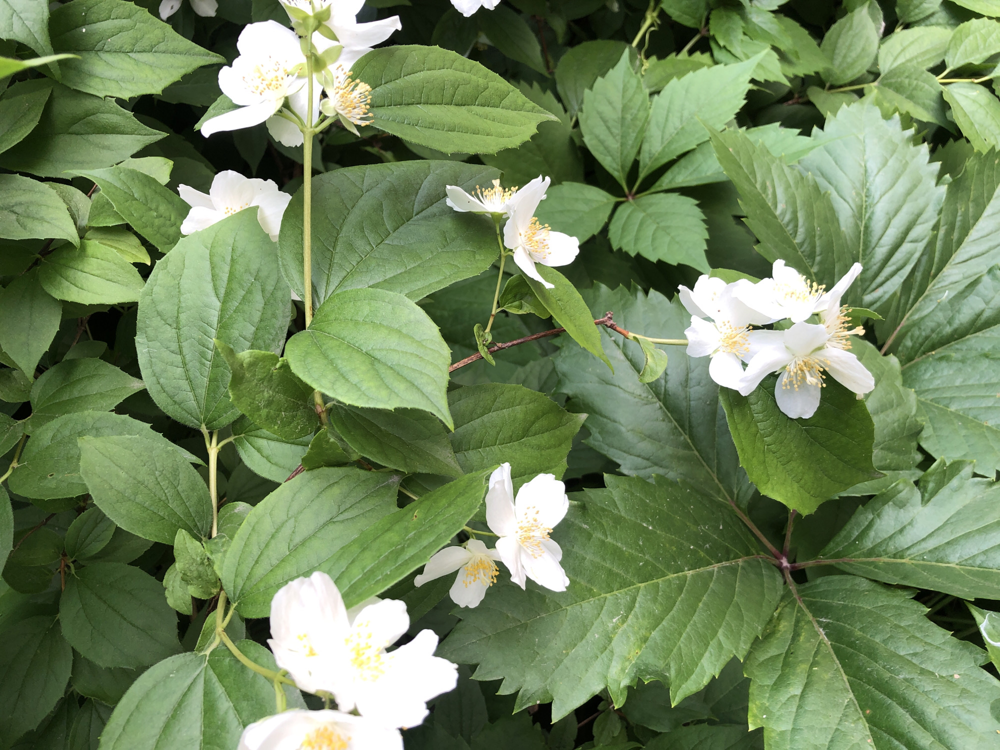 This is a close-up, top-down shot of a flowering bush, likely jasmine, set against a backdrop of lush green foliage. Several white, star-shaped flowers with yellow centers are in bloom, some fully open and others partially revealed. The petals are delicate, with a slight translucence. The leaves are a deep green, some ovate and pointed, while others appear to be part of a vine with palmate shapes. The overall impression is one of natural beauty and growth.
The lighting suggests it is daytime, possibly late morning or early afternoon, with diffused light indicating either an overcast sky or the shade of a larger tree. There are no visible people or text. The setting appears to be a garden or natural landscape. The scene conveys a sense of tranquility and the vibrancy of summer flora. The location context is Khimki, Russia, which suggests a temperate climate where such flowering shrubs would thrive during the warmer months.