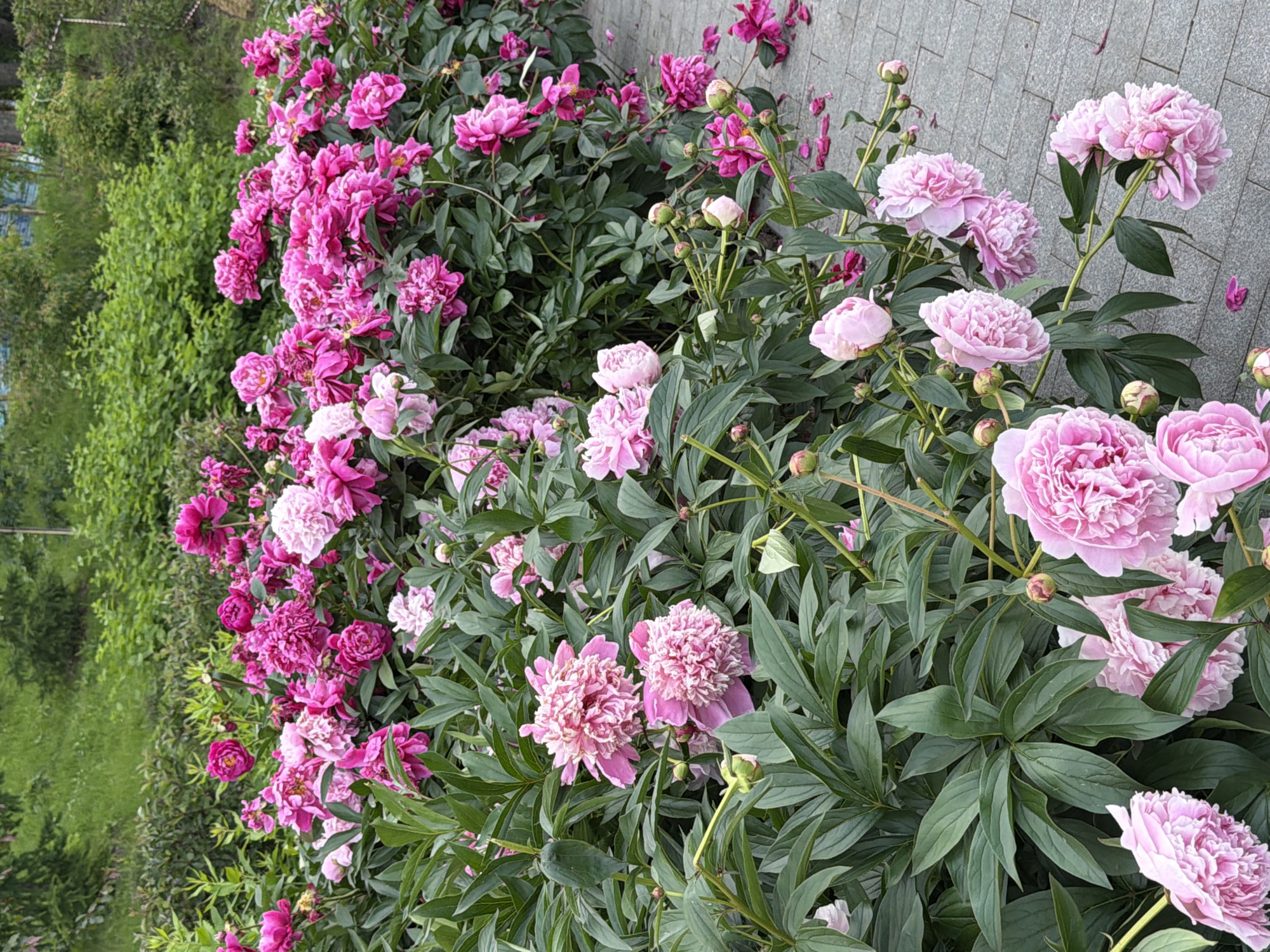 The image shows a lush display of pink peonies in full bloom. The flowers are the main subject, varying in size and shade of pink, from deep magenta to soft pastel. Some are fully open, revealing their layered petals, while others are still in bud. The peonies are densely packed, creating a vibrant wall of color against a backdrop of dark green foliage.
The setting appears to be an outdoor garden or park, with a paved walkway visible to the right, suggesting a cultivated area. The overall impression is one of natural beauty and abundance. The lighting suggests it could be daytime, perhaps morning or afternoon, with the sun illuminating the flowers. There are no people visible in the image. The presence of the paved path and the organized planting of the peonies suggest a well-maintained urban green space. The foliage appears healthy and verdant, indicating a favorable growing season. There is no visible text in the image. The scene evokes a sense of tranquility and the beauty of nature in bloom.