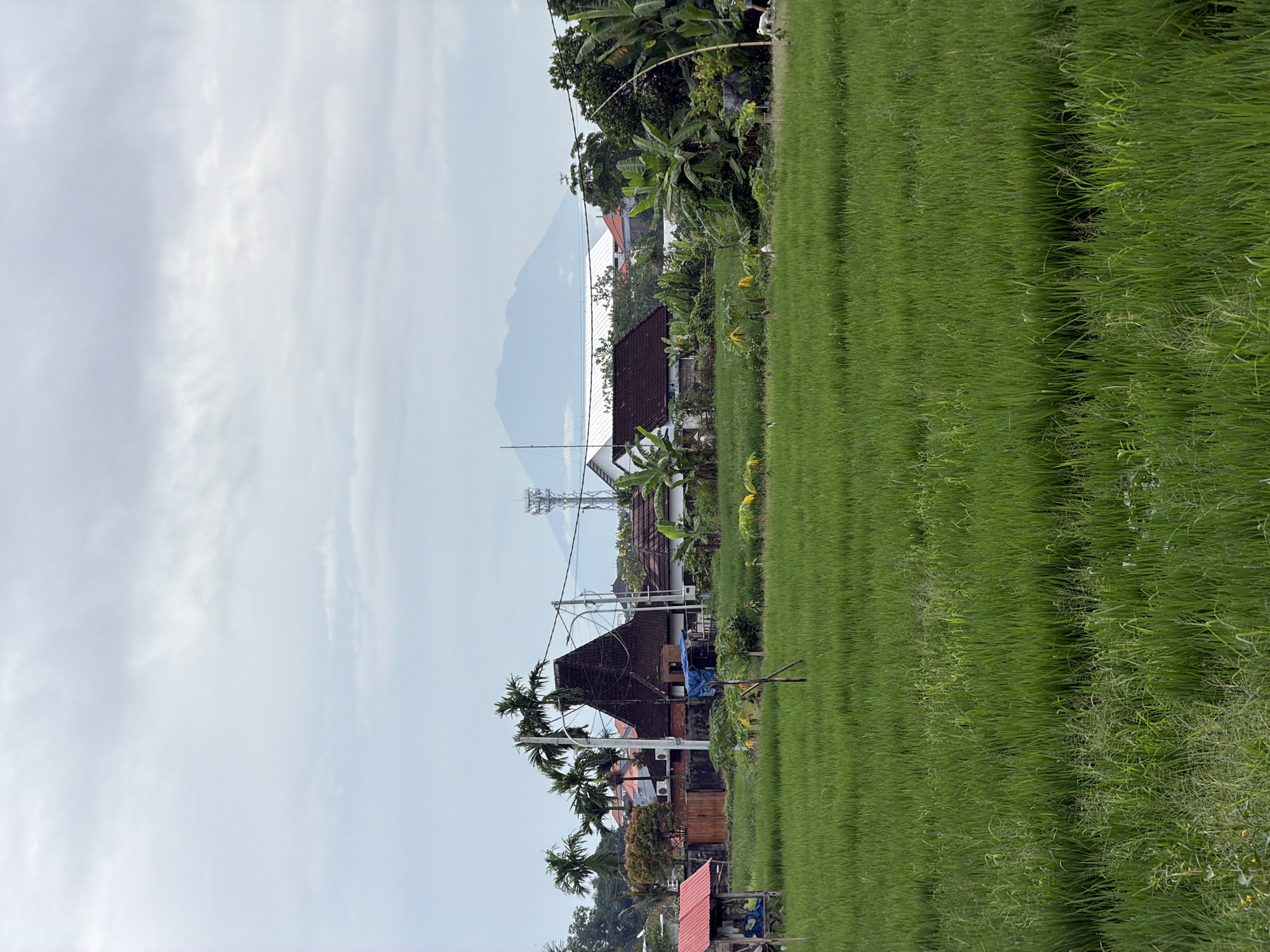 The image shows a rural scene in North Kuta, Indonesia, featuring a rice paddy field in the foreground with tall green grass. Behind the field are several buildings with reddish-brown tiled roofs, interspersed with palm trees and other vegetation. A communication tower stands among the buildings, visible against a backdrop of a mountain shrouded in light haze. The sky is overcast with light gray clouds.