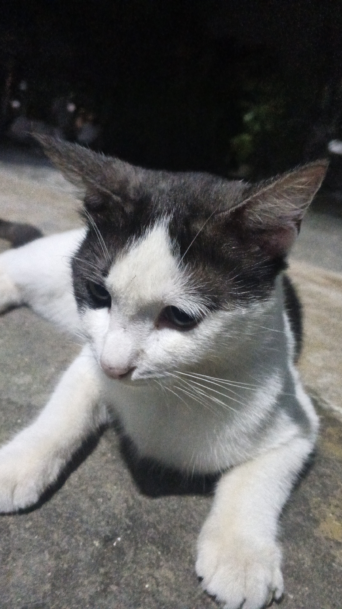 A black and white cat is lying down on a concrete surface outdoors. The cat is in the foreground, facing towards the left of the frame. Its head is tilted downwards, and its eyes are partially closed. The cat's fur is short and appears to be clean. Its body is mostly white with black markings on its head and back. The background is dark and out of focus, with some greenery visible in the distance. The lighting suggests it is nighttime, with artificial light sources illuminating the cat. The image is a close-up shot, focusing on the cat's face and upper body. The concrete surface appears worn and slightly textured. This scene is likely located in Soko, Indonesia, given the context.