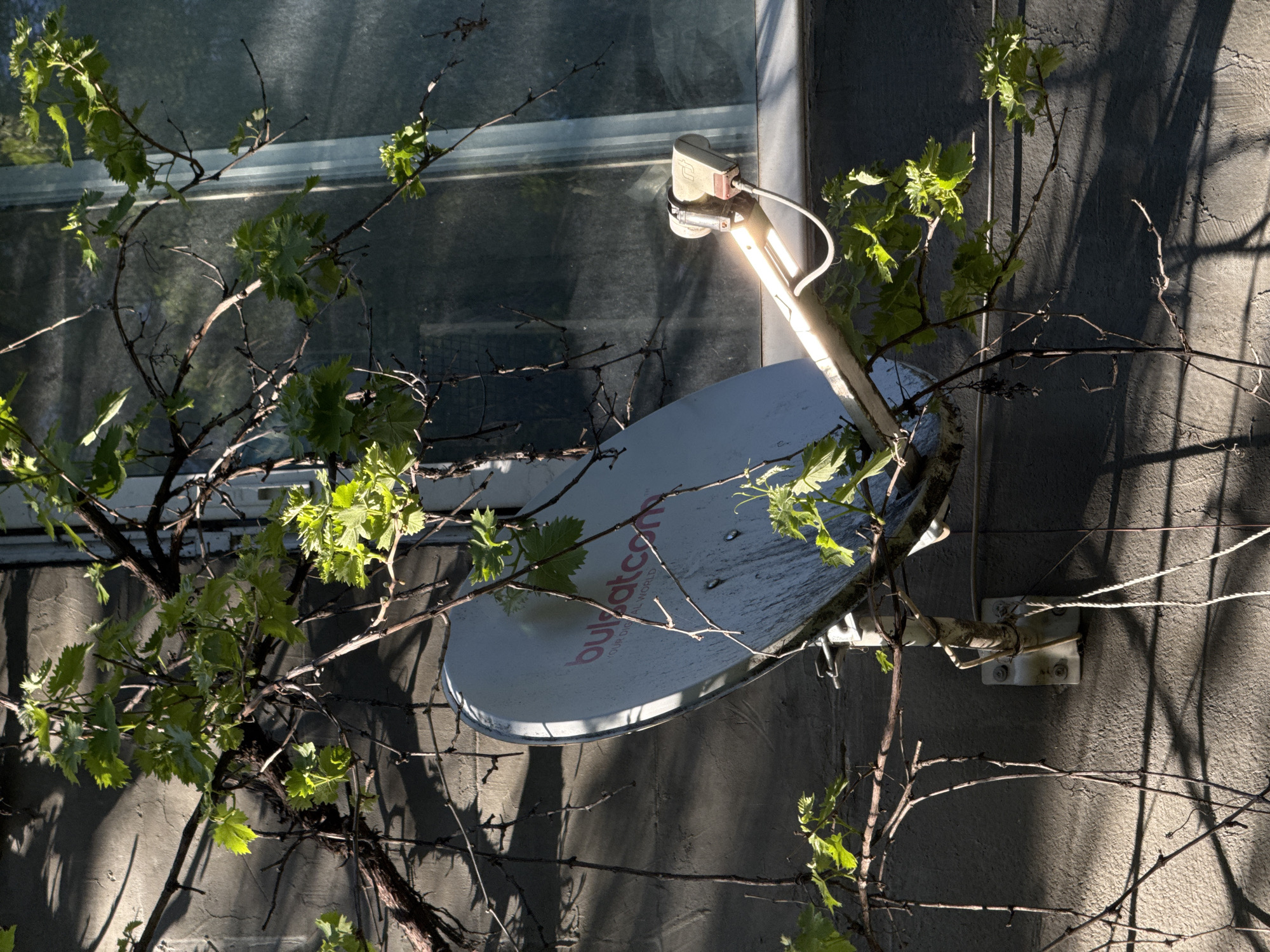 The image depicts a satellite dish mounted on the exterior wall of a building. The dish is surrounded by a vine with green leaves. The building wall is gray and textured. A window is visible in the background. The dish has "bulsat.com" printed on it. The location is likely Sofia, Bulgaria based on the dish's branding.