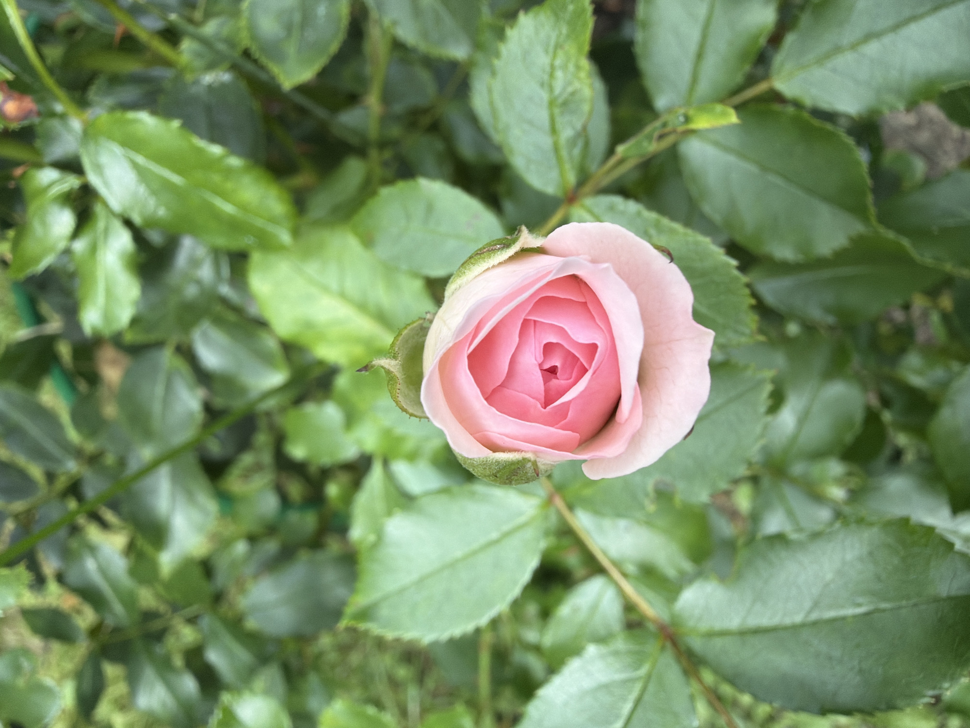 A close-up, overhead shot captures a pale pink rose bud, partially unfurled, surrounded by lush green rose leaves. The rose bud is the central focus, its delicate petals forming a spiraling pattern. The surrounding leaves are vibrant green, some with a slight sheen, indicating they may be wet. The background is a blur of more greenery, suggesting the rose is part of a larger garden or bush. There are no people or animals visible in the image. The scene appears to be in a natural outdoor setting, possibly a garden in Imeni Vorovskogo, Russia.
