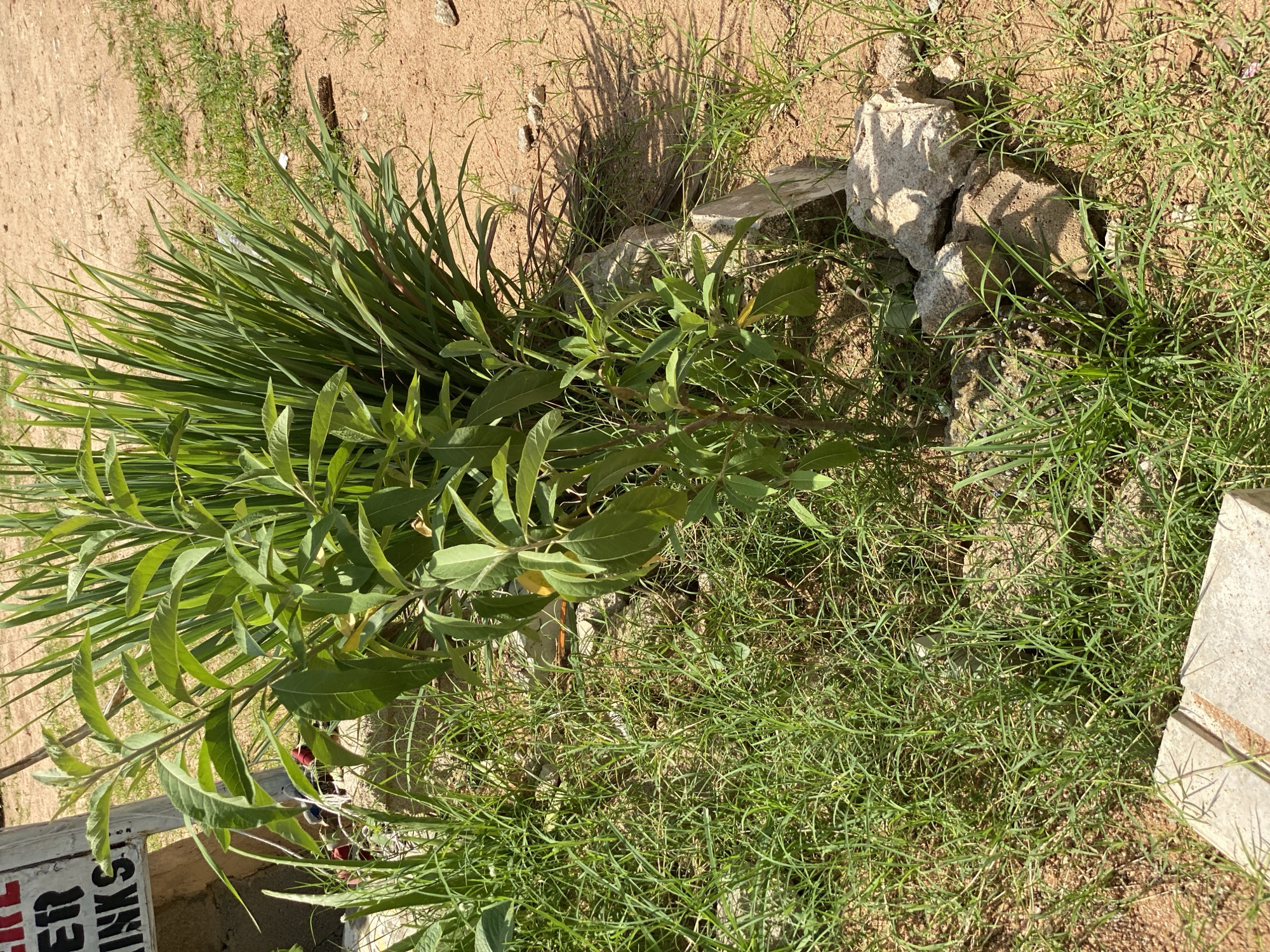 The image shows an outdoor scene in Jalingo, Nigeria, under bright sunlight, suggesting it's midday. The ground is a mix of dry, sandy soil and patches of green grass. Several objects are scattered on the ground, including two light-colored rocks, one of which is broken into pieces, and a concrete slab.
Dominating the left side of the frame is a lush green plant with long, blade-like leaves, resembling lemongrass. To the right of this, a smaller plant with broad, green leaves on a branching stem grows upwards. The plants appear to be in a natural setting, possibly a garden or a patch of uncultivated land.
In the lower left corner, a partial view of a white sign with black lettering is visible. Some of the visible text reads: "ER RINKS". The rest of the sign is obscured by the foliage. The overall impression is one of a sun-drenched, slightly unkempt outdoor space. The lighting suggests a clear and warm day.