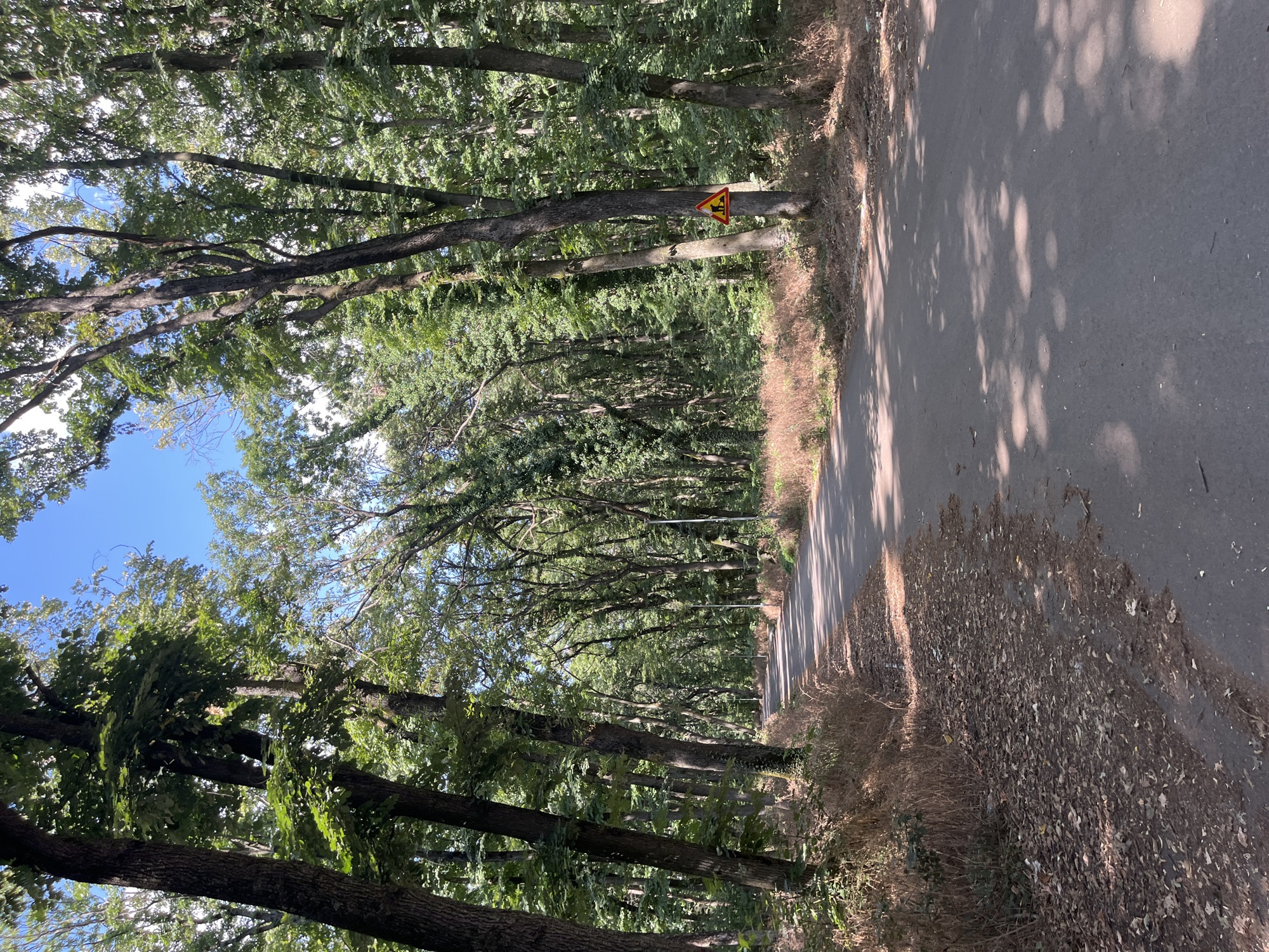 A paved road curves through a dense forest. Tall trees with lush green foliage line both sides of the road, casting dappled shadows on the asphalt. The forest floor is covered with dry leaves and grass. On the right side of the road, a yellow triangular sign with a red border is attached to a tree, depicting a figure with a shovel, indicating road work ahead. In the distance, streetlights are visible. The sky above is clear and blue, with some sunlight filtering through the leaves. This scene appears to be located in the city of Nikolovo, Bulgaria, likely a park or a nature reserve.