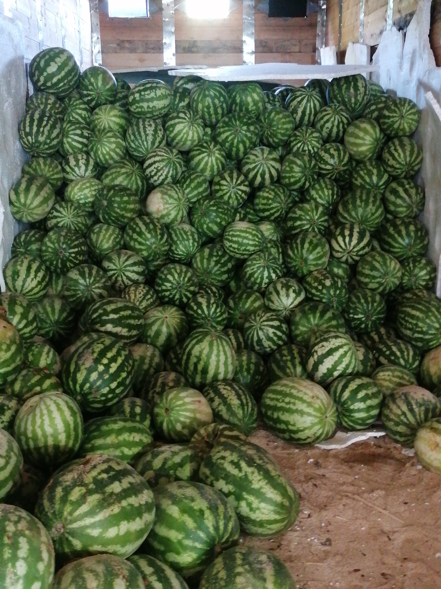 A high-angle, full shot shows a large pile of watermelons filling the bottom portion of the frame. The watermelons are a mix of sizes, mostly round with striped green rinds. The pile appears to be in a rustic, indoor setting, possibly a storage area or market stall. The background is comprised of wooden walls and some white material, possibly a tarp or cloth. The lighting is dim, suggesting an interior space. There are no people visible in the image.