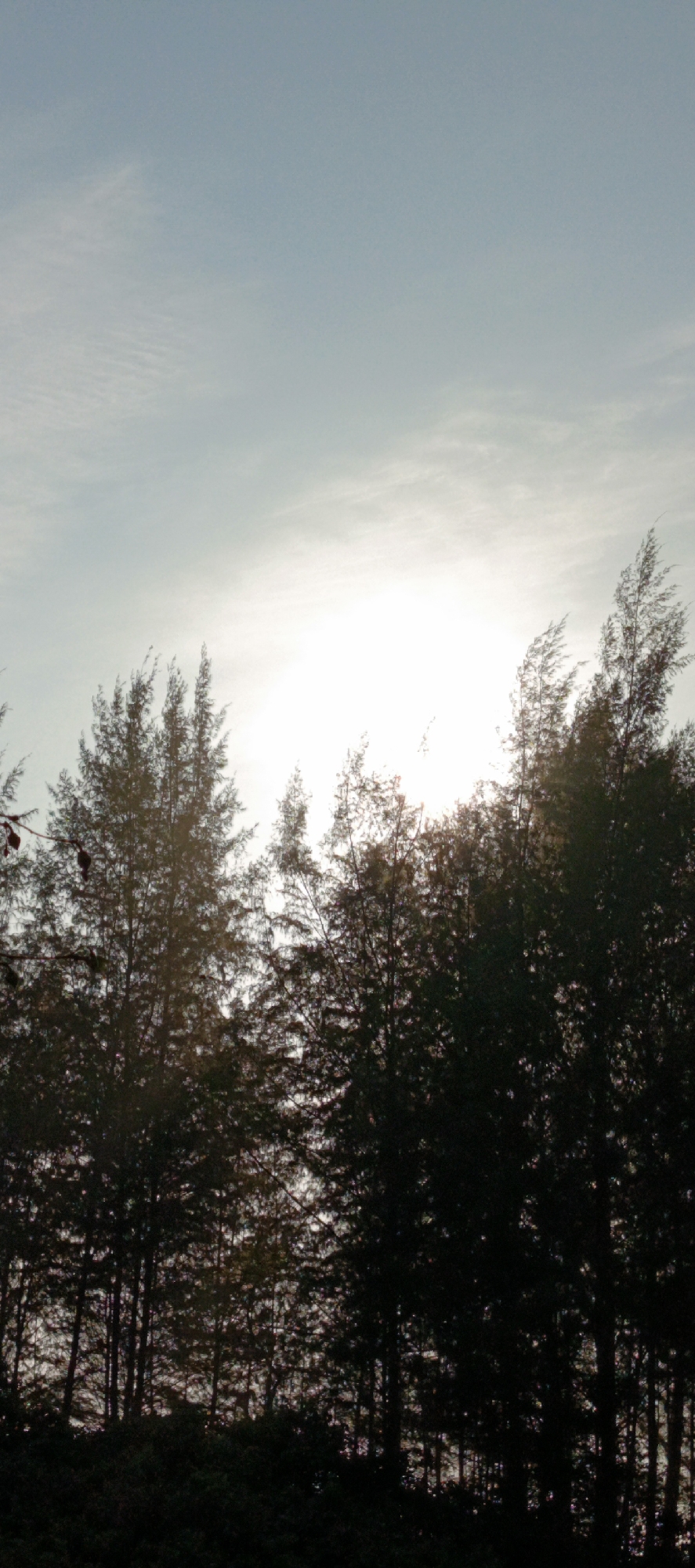The image depicts a silhouette of pine trees against a bright sky with the sun shining through them. The scene is located in Meunasahmesjid, Indonesia. The sky is a pale blue with wispy clouds. The sun is a bright, blown-out white disc behind the trees, casting a strong backlight. The pine trees are tall and slender, with feathery needles. They form a dense wall of dark foliage in the foreground, with some individual branches and needles visible where the light penetrates. The lower part of the image is very dark, suggesting dense undergrowth or the ground covered in shadow. There are no people or animals visible in the frame.
