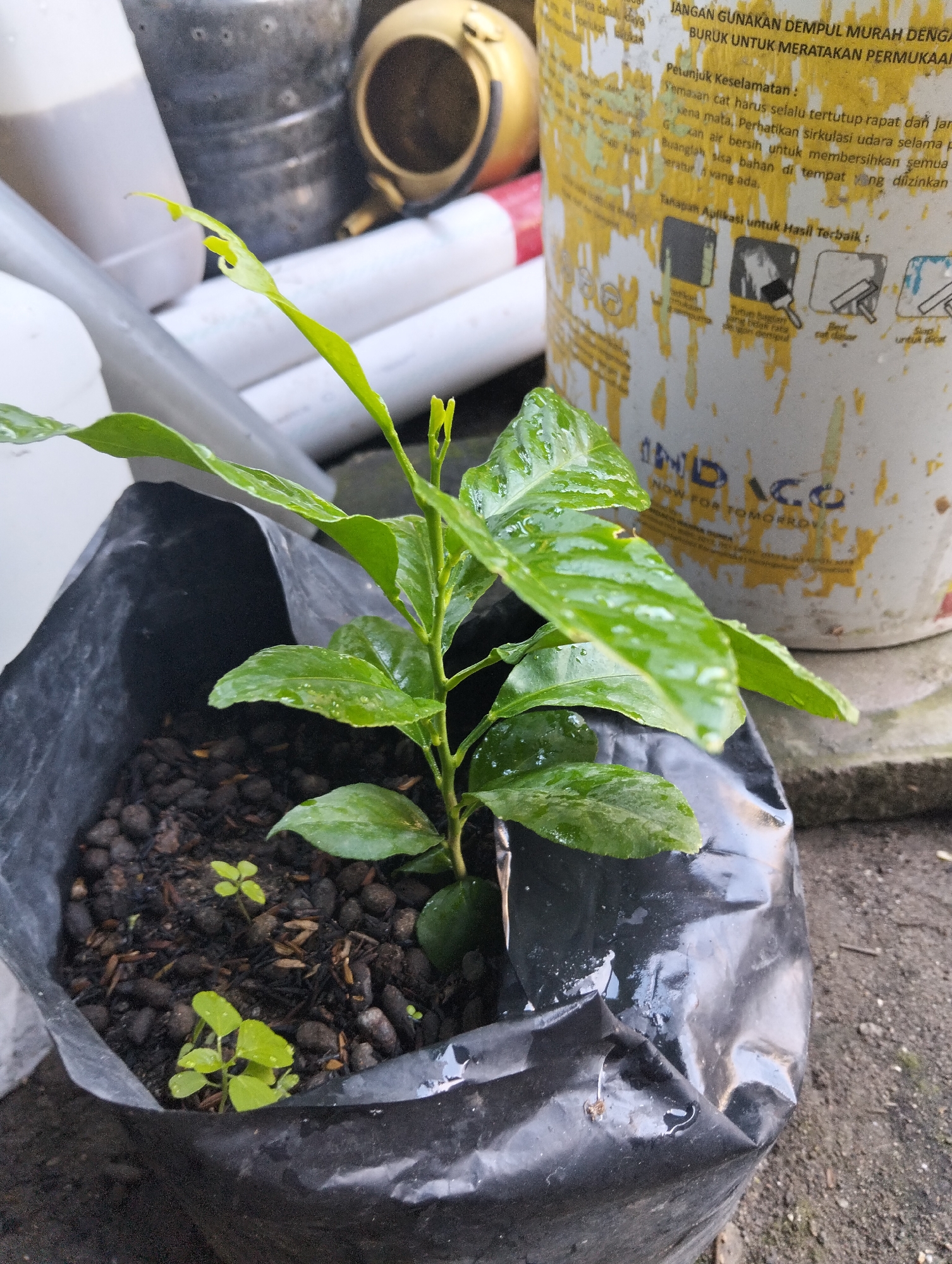 A young, green seedling with multiple leaves is growing in a black plastic bag filled with dark soil and small, dark pebbles. The leaves are wet, indicating recent watering. In the background, out of focus, is a large, yellow and white painted bucket with Indonesian text on it. The bucket appears to be a paint can. To the left of the bucket are white and grey cylindrical objects, possibly pipes or containers. The ground beneath the seedling appears to be dirt. The overall setting suggests an outdoor, possibly urban or semi-urban environment, given the presence of manufactured objects and the ground texture. There are no people visible in the image.