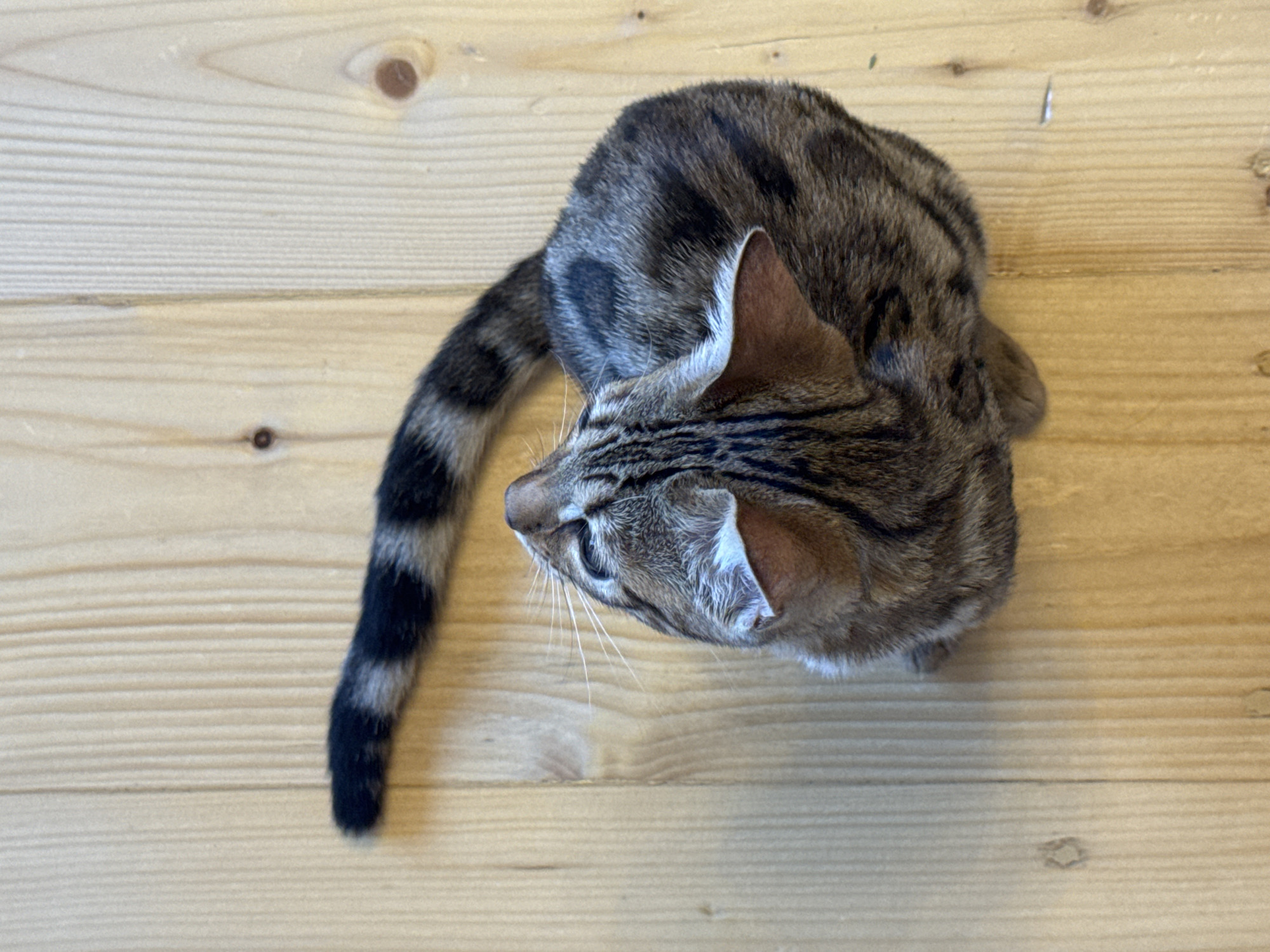 This is a top-down, close-up photograph of a tabby cat with a striped tail sitting on a light-colored wooden surface. The cat is angled to the right, with its head turned to look downwards and slightly to the left. Its fur is a mix of brown, black, and grey stripes. The tail is prominently featured, extending from the cat's body and also displaying distinct black and grey stripes. The wooden surface appears to be made of planks with visible grain and a few small knots. The lighting suggests an indoor setting, possibly with natural light, casting soft shadows. There are no people or text visible in the image. The overall scene conveys a quiet and domestic moment.