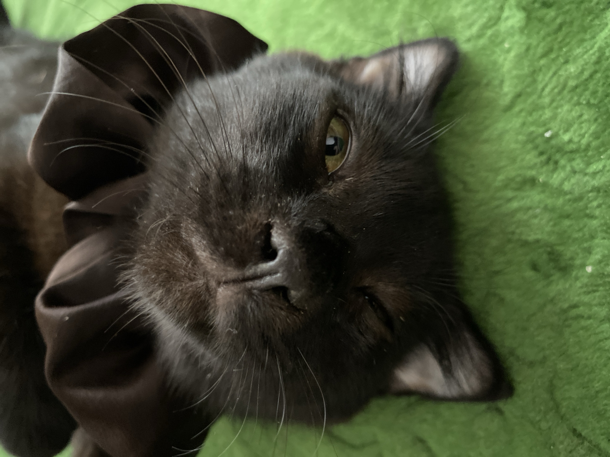 The image is a close-up, upside-down shot of a black cat lying on a green, fuzzy surface, possibly a blanket or rug. A black satin scrunchie is draped around the cat's head, obscuring its ears. The cat's right eye is open and appears to be a light green or yellow color, while its left eye is mostly closed, giving it a sleepy or winking expression. The cat's nose is dark and slightly moist. Long white whiskers extend from its muzzle. The green surface has a textured, carpet-like appearance. There are no people or any identifiable urban features present in the image, and therefore no specific location in Troitskaya, Russia can be determined.