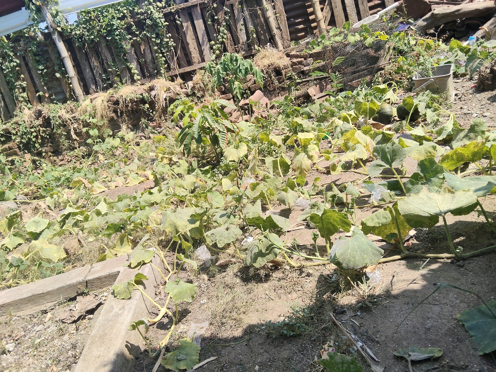 This is a ground-level outdoor shot of a garden area in Windurejo, Indonesia. The foreground features several plants with large, green, lobed leaves, consistent with pumpkin or squash plants. Some of these plants appear to be wilting or in decline, with yellowing leaves. The ground is dry, dusty soil with scattered debris, including dry grass, small rocks, and some plastic waste.
In the mid-ground, more of these plants are visible, along with some larger, dark green, round fruits, likely the pumpkins or squash themselves. A metal bucket, appearing slightly rusty, stands upright amidst the vegetation. A wire mesh fence section is also present. Further back, a rustic wooden fence forms the backdrop. This fence is constructed from vertical wooden planks and shows signs of age and weathering. Vines with small green leaves climb over parts of the fence. Behind the wooden fence, structures that appear to be corrugated metal or plastic roofing are visible, suggesting some form of shelter or greenhouse. The overall impression is a somewhat unkempt but active garden or smallholding. No people are visible in the scene.