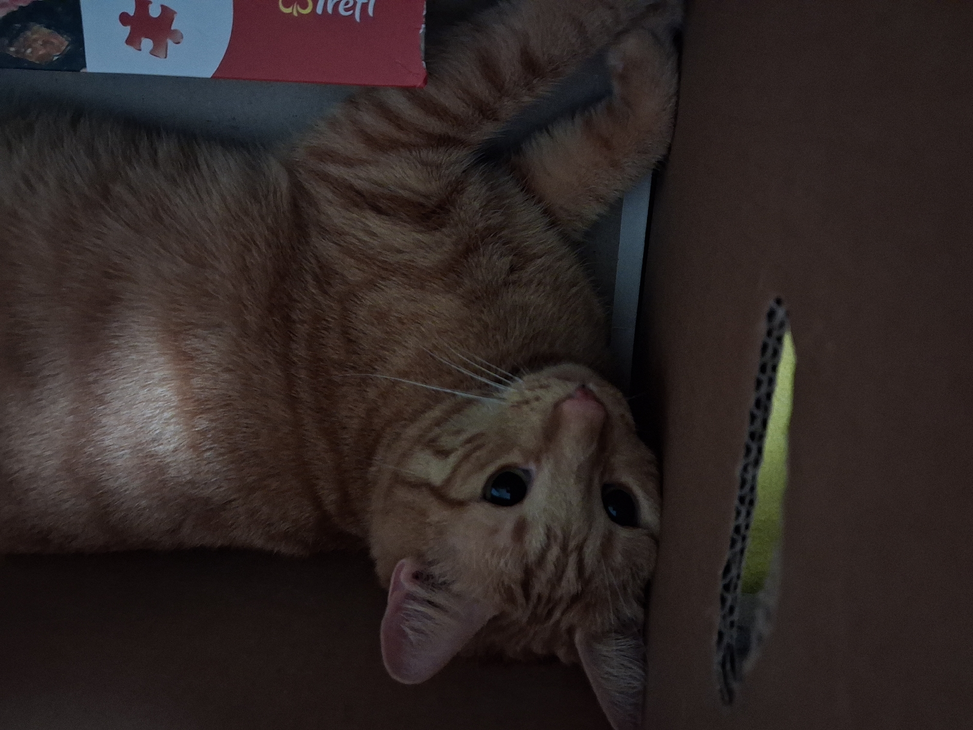 An orange tabby cat is lying on its back inside a cardboard box. A puzzle box with a red lid is partially visible in the upper left corner of the image. The cat is looking up at the camera. A narrow vertical slit is visible in the right side of the box. There are no indicators as to the location.