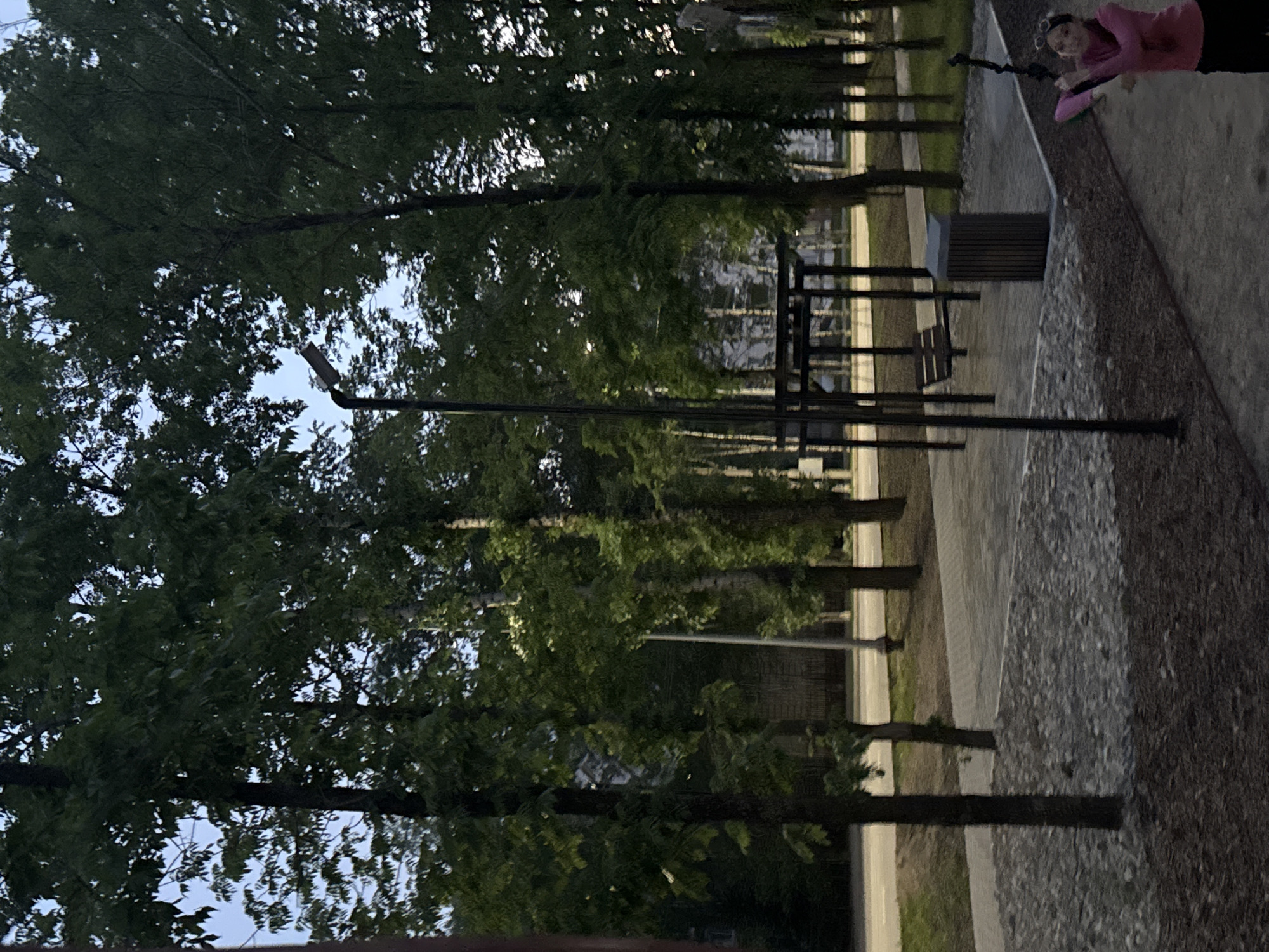 The image depicts an outdoor park or pedestrian area, likely during twilight hours, either late evening or early morning, given the soft, muted lighting and clear sky visible through the trees. The scene is oriented vertically, with the ground and pathways on the right side and a dense canopy of trees dominating the left.
The primary subject is a young woman positioned in the upper right portion of the frame (after reorientation to portrait), leaning over a low concrete wall or barrier. She wears a pink or coral-colored long-sleeved top and dark bottoms. On her head, she has a pair of glasses or a decorative headband. She holds a long, slender dark object, possibly a selfie stick or a pole, extending outwards from her. Her expression is calm, with a slight smile as she looks towards the camera.
The setting is characterized by numerous tall trees with lush green foliage, creating a tunnel-like effect along a paved pathway that runs from the foreground into the distance. To the right of the pathway, there's a wider gravelly or rocky area adjacent to the concrete barrier. Within the park area, several streetlights with dark posts are visible, along with dark metal benches and a dark rectangular trash can, indicating a public recreational space. The background shows glimpses of what might be buildings or structures through the trees, further suggesting an urban park environment. No visible text is present in the image.
