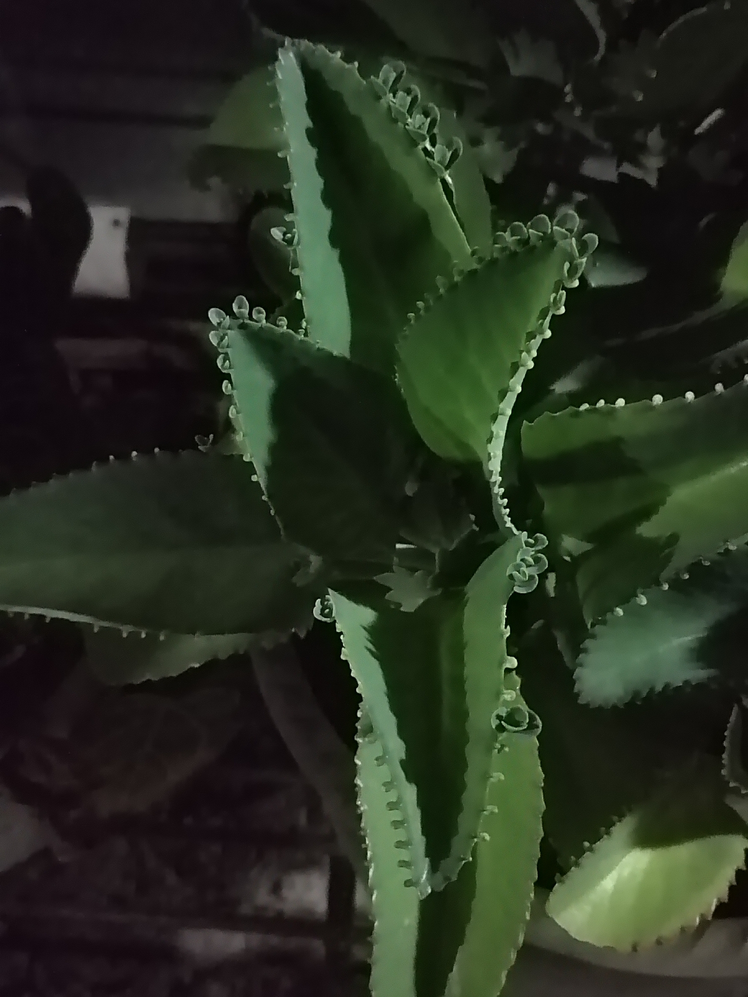 The image is a close-up, dimly lit, vertical shot of a Kalanchoe daigremontiana plant, also known as Mother of Thousands or Mother of Millions. The plant's leaves are thick, green, and serrated along the edges. Small plantlets are visible growing along the leaf margins, some appearing as tiny bumps and others as fully formed miniature leaves. The plant is the sole subject of the image, taking up the majority of the frame. The background is dark and out of focus, showing indistinct shapes that suggest an indoor or shaded outdoor environment. The overall impression is of a healthy, growing succulent plant. There are no people or specific identifiable locations visible within the frame, making it impossible to determine its location in Rayeukmatangkuli, Indonesia.