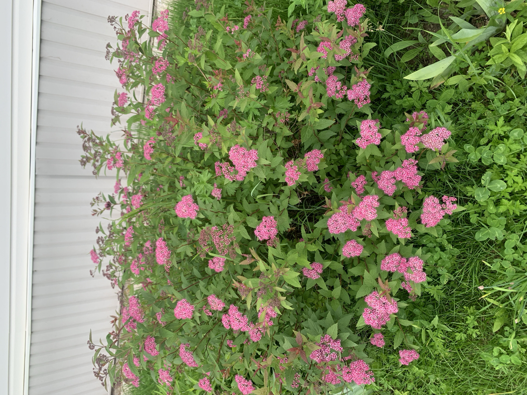 In Kavalerovo, Russia, a densely blooming bush with clusters of small pink flowers and green leaves is positioned in front of a light-colored, corrugated building. The lower portion of the image shows lush green grass with clover and other small plants. The overall scene depicts an outdoor garden area.