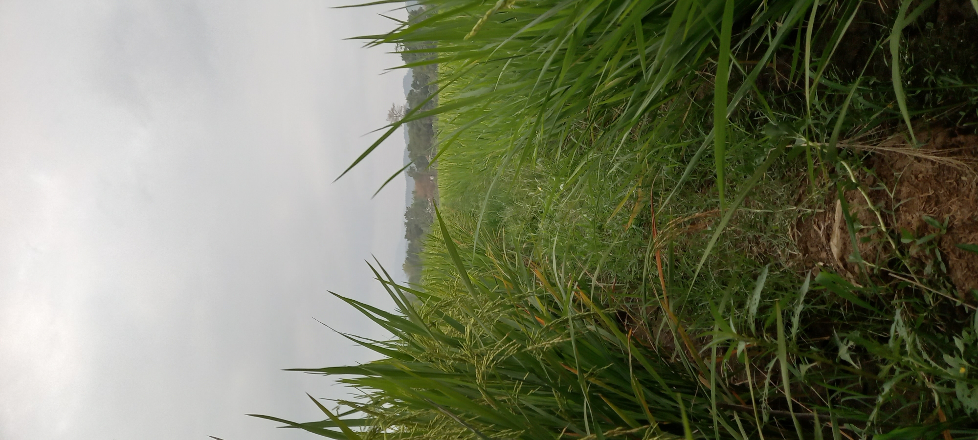 The image captures a view from within a lush green rice paddy field in Sidamulya, Indonesia. The sky above is overcast with a uniform grey, suggesting a cloudy day. Tall stalks of rice, with developing grains visible, flank a narrow pathway leading into the distance. The pathway is earthy with some sparse vegetation growing along its edges. In the background, a line of trees and hills forms the horizon. The perspective is low, close to the ground, emphasizing the dense foliage of the rice field. There are no people or animals visible in the scene.