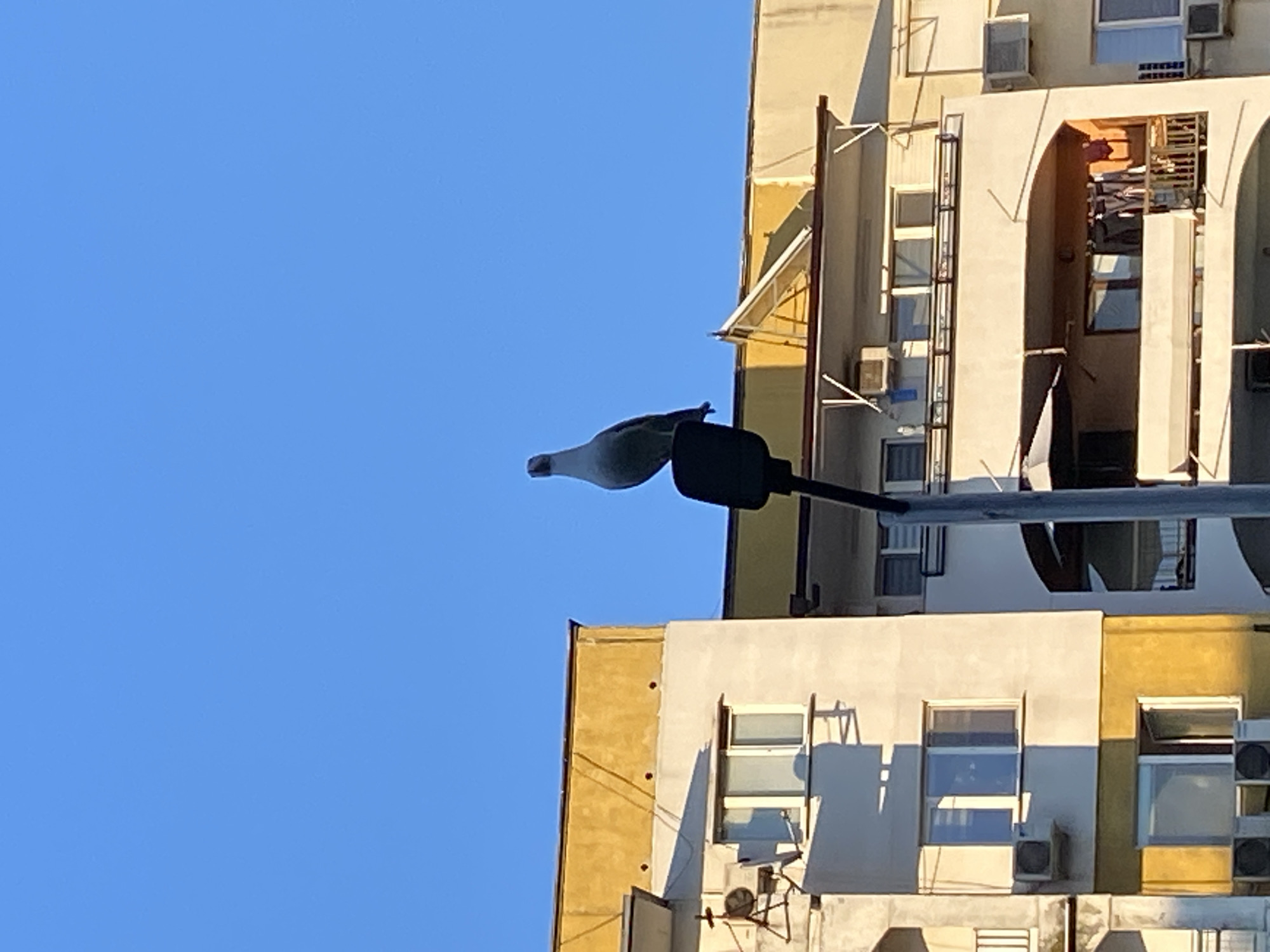 A low-angle shot shows a light-colored pigeon perched on a black streetlight fixture against a clear blue sky. In the background, the facades of multi-story buildings are visible, with a mix of yellow and white walls, windows, and air conditioning units. The architecture suggests an urban environment, and based on the metadata, the location is Varna, Bulgaria.