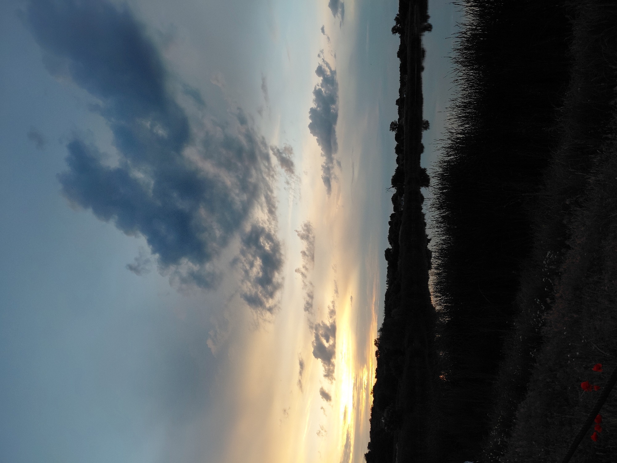 This is a nighttime photograph of a lake with reeds and trees silhouetted against a twilight sky. The sky is a gradient of soft blues and yellows, with scattered clouds. The water of the lake is dark and still, reflecting the colors of the sky. The reeds are tall and dense, forming a dark, textured border along the edge of the lake. The trees are also silhouetted, their branches appearing as intricate patterns against the lighter sky. In the foreground, there are a few red flowers, possibly poppies, adding a splash of color to the dark scene. The overall mood of the photograph is tranquil and serene, evoking a sense of peace and quiet. The time of day is likely dusk or early evening, as suggested by the twilight sky. The location appears to be a natural setting, possibly a rural area or park, given the presence of the lake and vegetation. There is no visible text in the image.