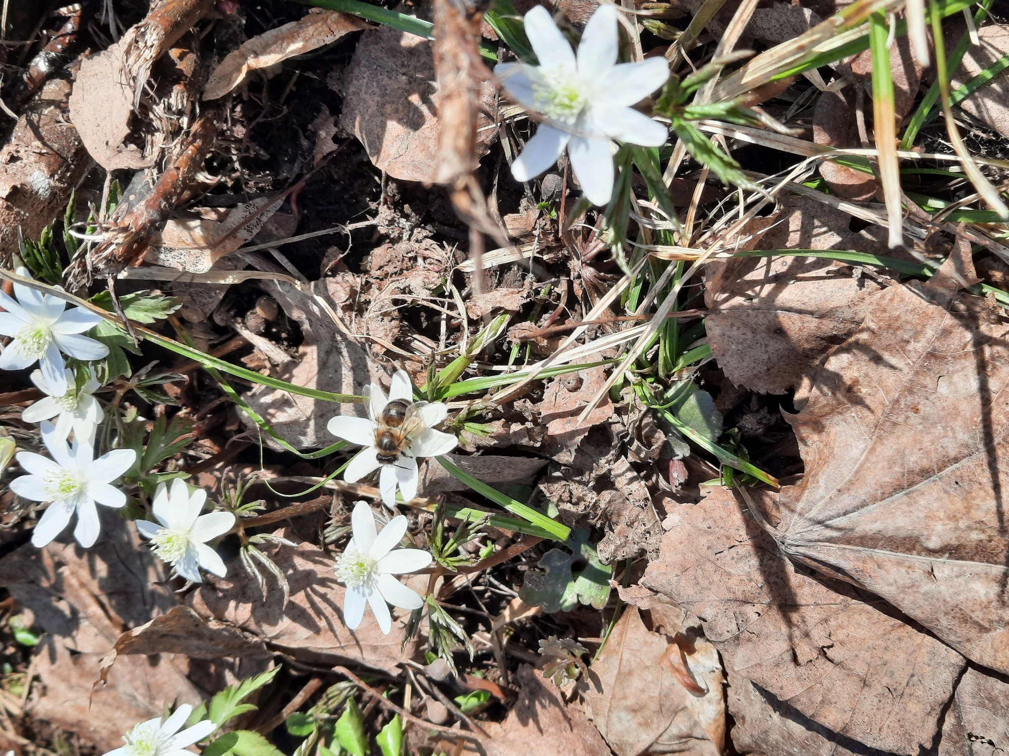 The scene depicts a patch of ground covered in dry leaves and grass in Krasnogorskoye, Russia. Several small white flowers with 6-7 petals are scattered among the foliage. A bee is visible on one of the flowers, seemingly gathering pollen. The environment appears to be a natural, somewhat unkempt area, possibly the edge of a garden or a wooded area. The lighting suggests a sunny day.