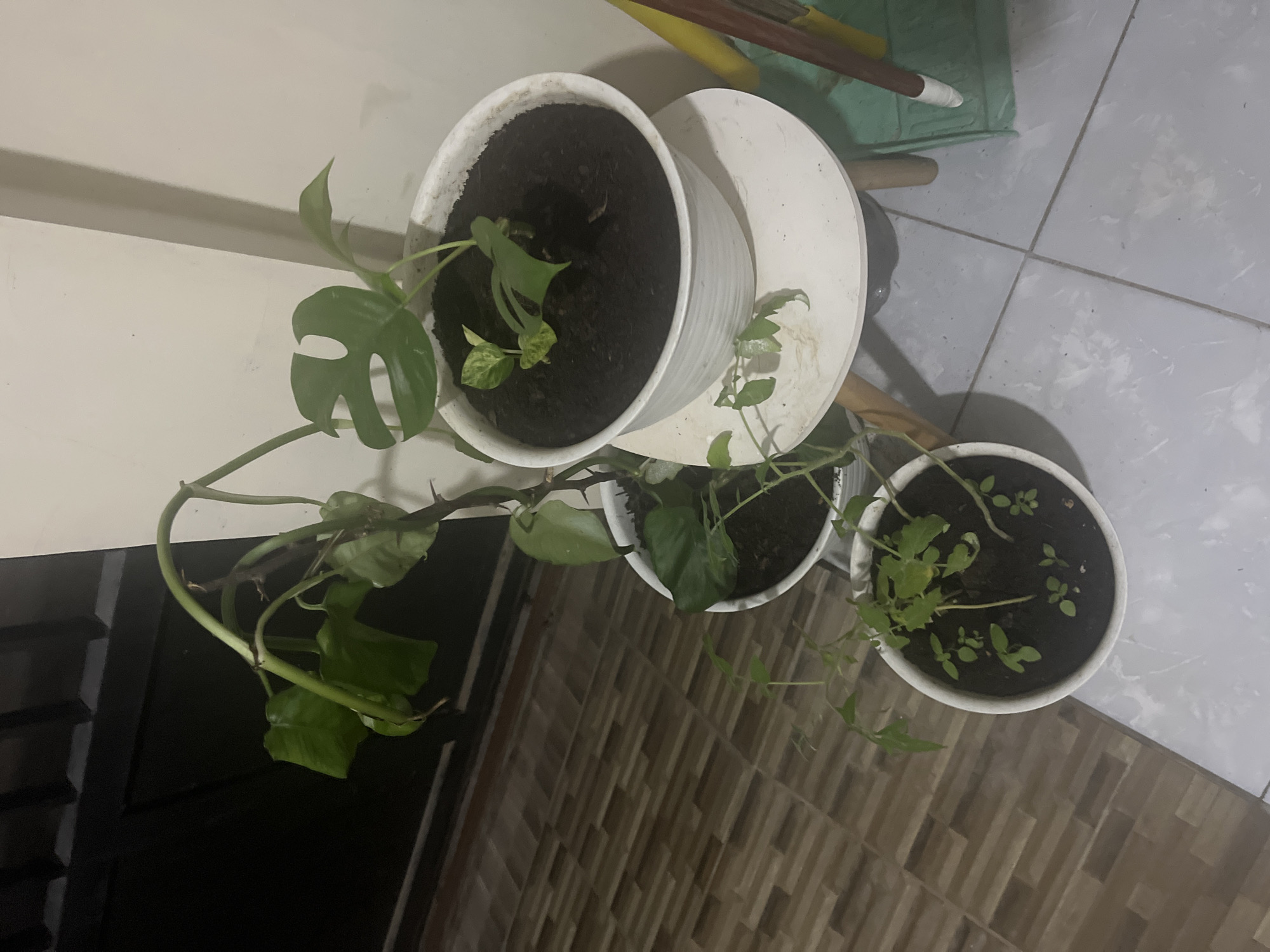 The image shows three potted plants on a tiled floor in what appears to be an indoor setting. The plants are of different sizes and types. One pot contains a vining plant with large, dark green leaves that are wilting. Another pot holds a young Monstera plant with split leaves. The third pot contains several small seedlings with delicate green leaves. The pots are white and made of plastic. The floor is tiled with a pattern of brown and grey squares. In the background, a dark-colored door or gate is visible, and a wall is painted a light cream color. A small white table supports the pot with the Monstera plant. A green dustpan and a broom with a brown handle are also visible to the right of the pots. The lighting suggests it is evening or the room is dimly lit. There are no people visible in the image. The location is identified as Cirahayu, Indonesia.