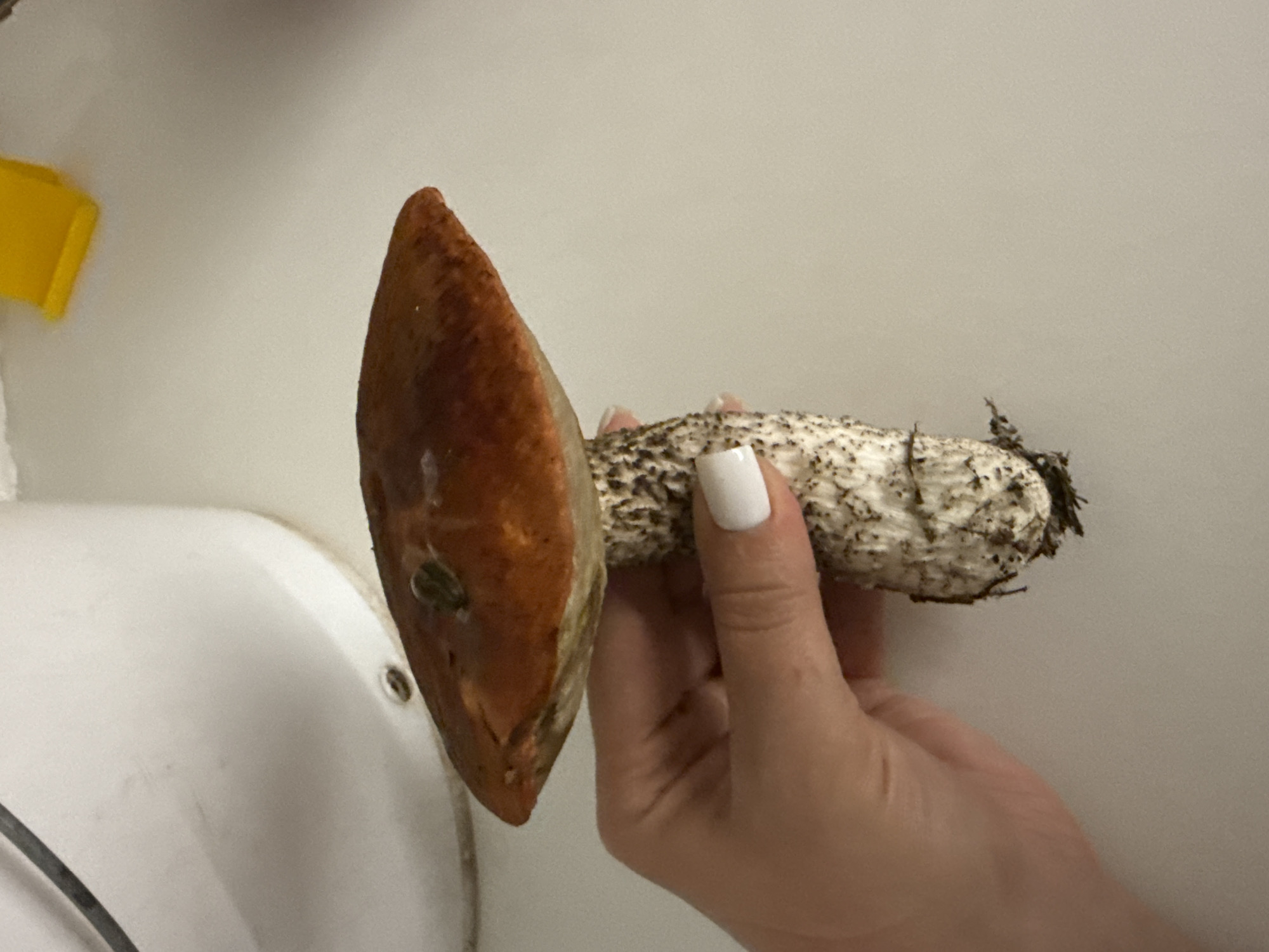 A person's hand with white nail polish is holding a large mushroom with a brown cap and a white, speckled stalk. The mushroom has a small green object on its cap. The background is a plain, light-colored surface with a white appliance and a yellow object visible. No specific location within Vologda, Russia is identifiable from the image.