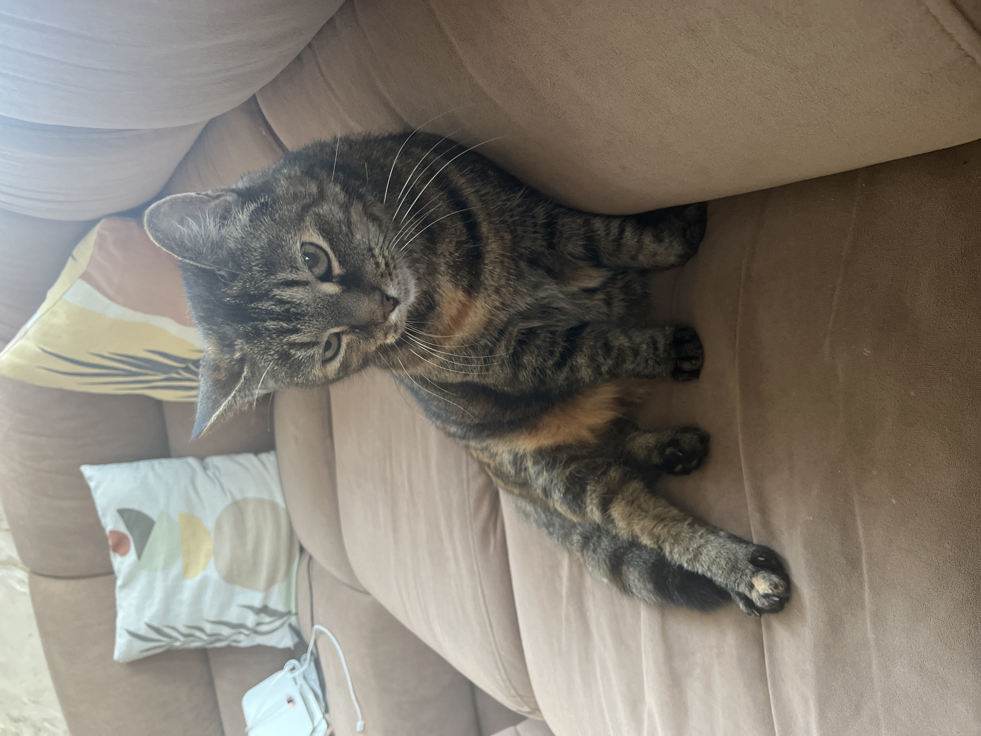 A tabby cat is sitting on a brown couch. The cat is facing slightly to the left, with its head tilted downwards. The couch has two pillows behind the cat. One pillow is white with a geometric pattern of circles and semi-circles in muted colors. The other pillow, partially visible, is yellow and orange with a leaf-like pattern. To the left of the white pillow, there is a white object that appears to be a mask or a sanitary item. The environment is indoors, with the background suggesting a domestic setting. There is no indication of the location being in Vladimirovka, Russia.