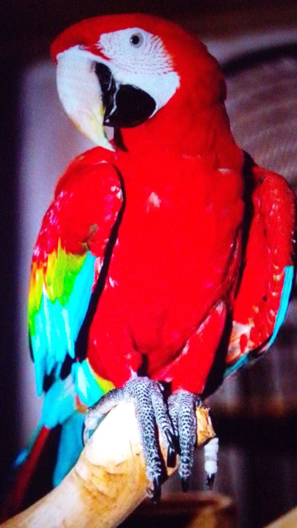 A red and blue macaw is perched on a wooden branch. The bird is facing to the left, with its head turned slightly towards the viewer. Its beak is black and yellow, and its eyes are dark with a white ring around them. The macaw has bright red feathers on its head, chest, and back. Its wings are a mix of blue and green, with some red feathers visible. The bird's feet are black and grey, with sharp claws gripping the branch. The background is dark and out of focus, suggesting the photo was taken in low light conditions.