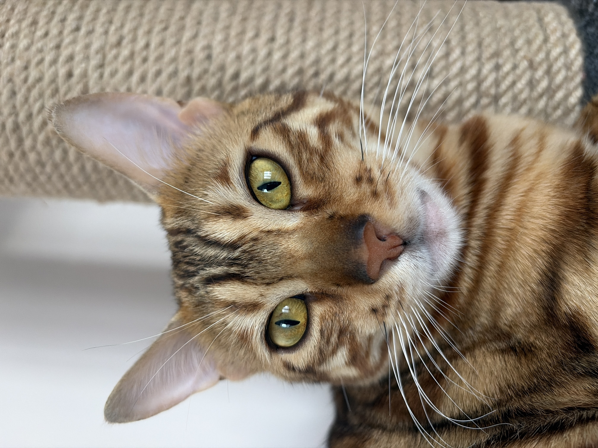 A close-up shot of a Bengal cat's face. The cat has striking green eyes and a striped coat. It is lying on its side next to a beige, textured surface, possibly a scratching post. The background is out of focus, suggesting a domestic setting. There is no indication of Krasnoyarsk, Russia, or any other specific location. No people are visible.